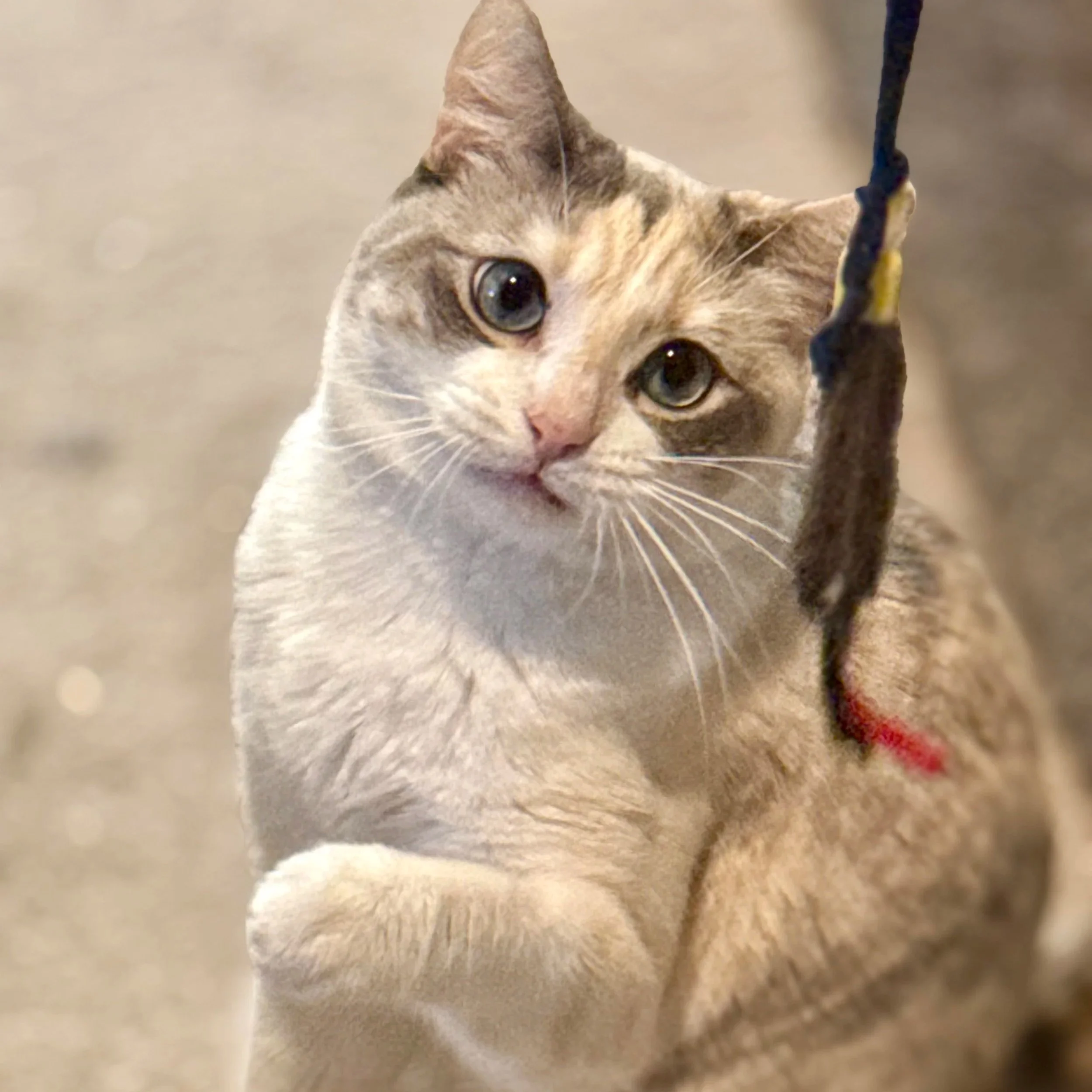 Photo of a four-year-old female cat named Jazz lying on a textured blue blanket, looking at the camera with blue eyes. The left side of the image contains purple text box with white text about Jazz's background and personality, encouraging adoption.