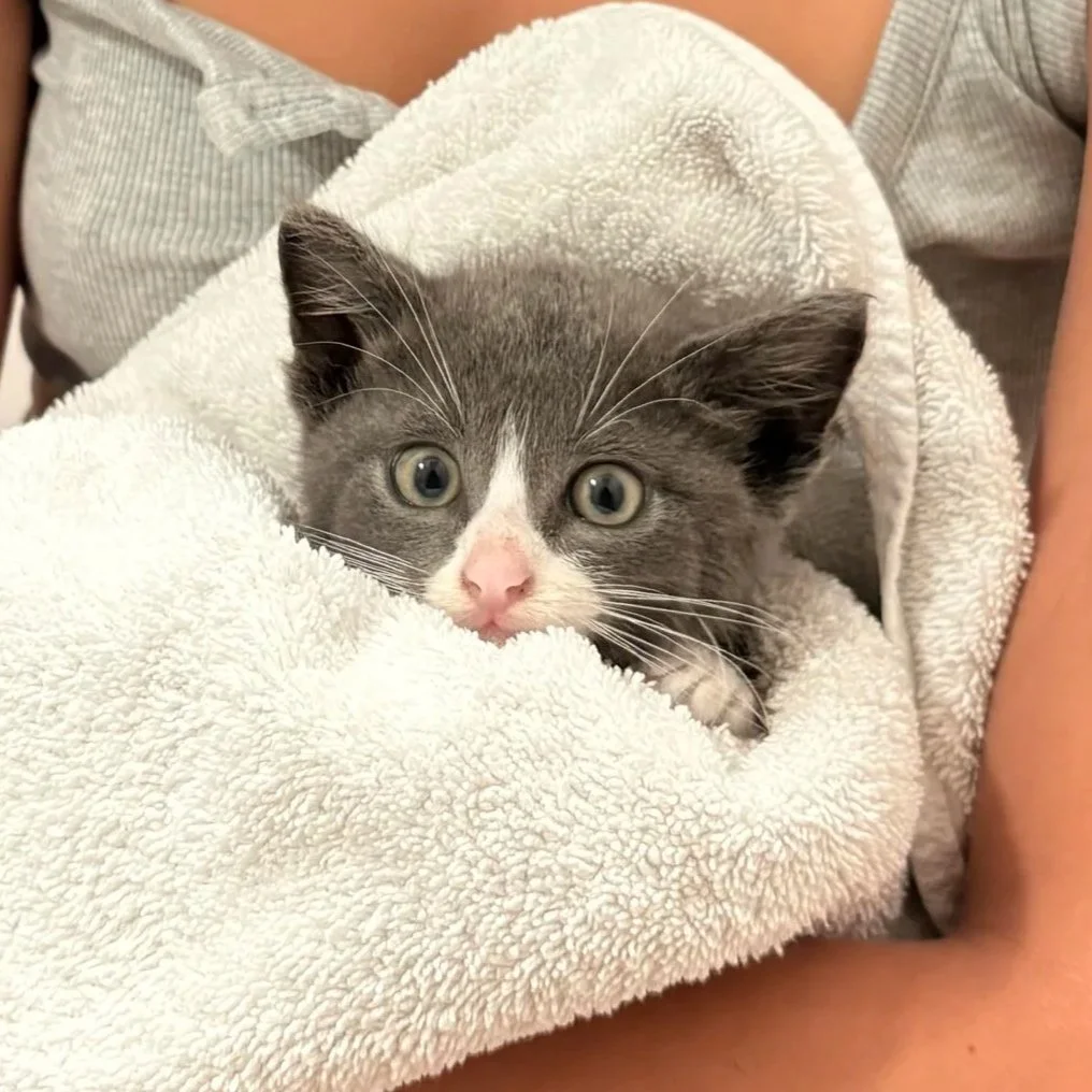 A gray and white tuxedo kitten is wrapped in a towel