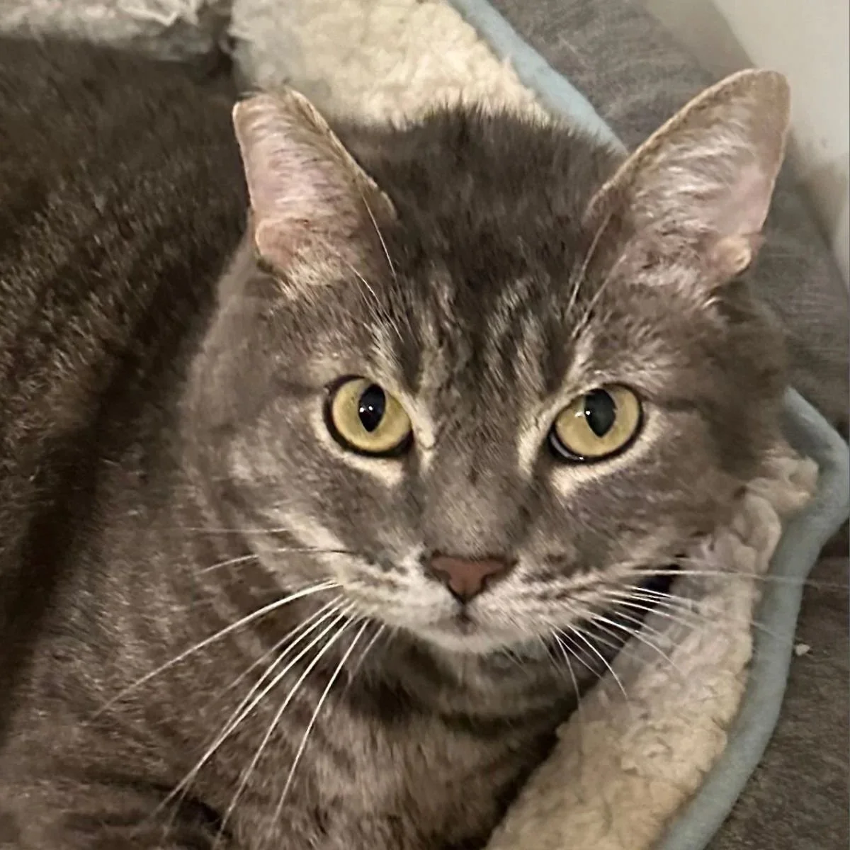 A cat with yellow eyes and gray fur lying on a bed or soft surface. The photo is part of an adoption profile for Bud, a 10-year-old male cat.