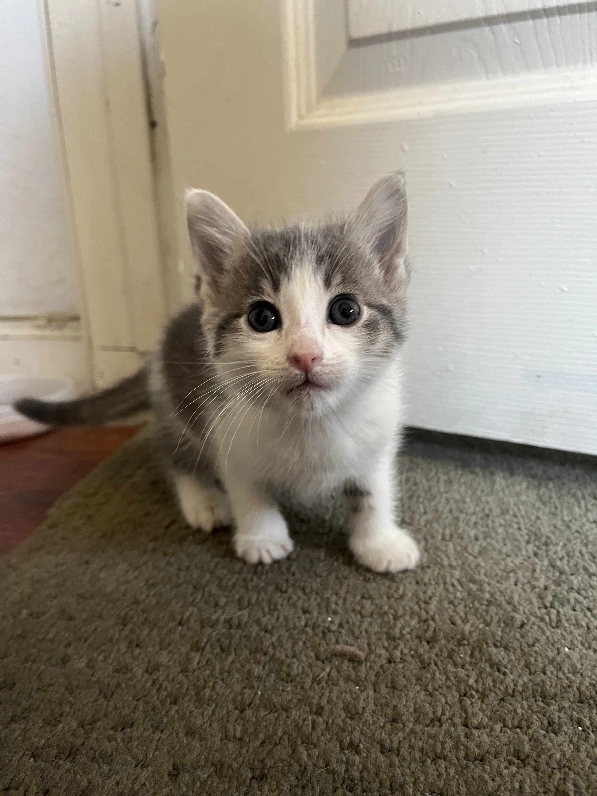 A grey and white kitten with blue eyes sits by a white door