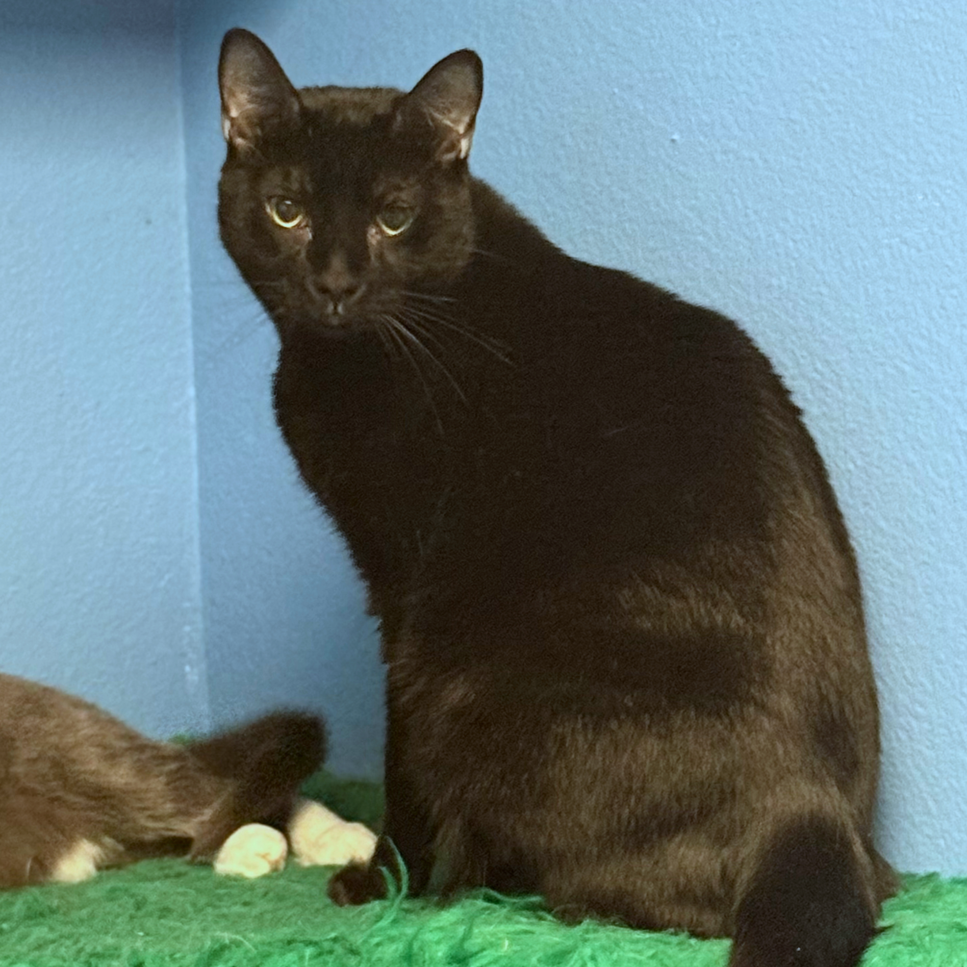 A cat with yellow eyes and gray fur lying on a bed or soft surface. The photo is part of an adoption profile for Bud, a 10-year-old male cat.