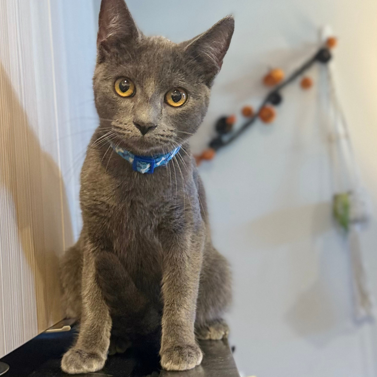 A young gray tabby cat with yellow eyes sitting on a surface, wearing a blue collar, with a blurred wall and Halloween decorations in the background.