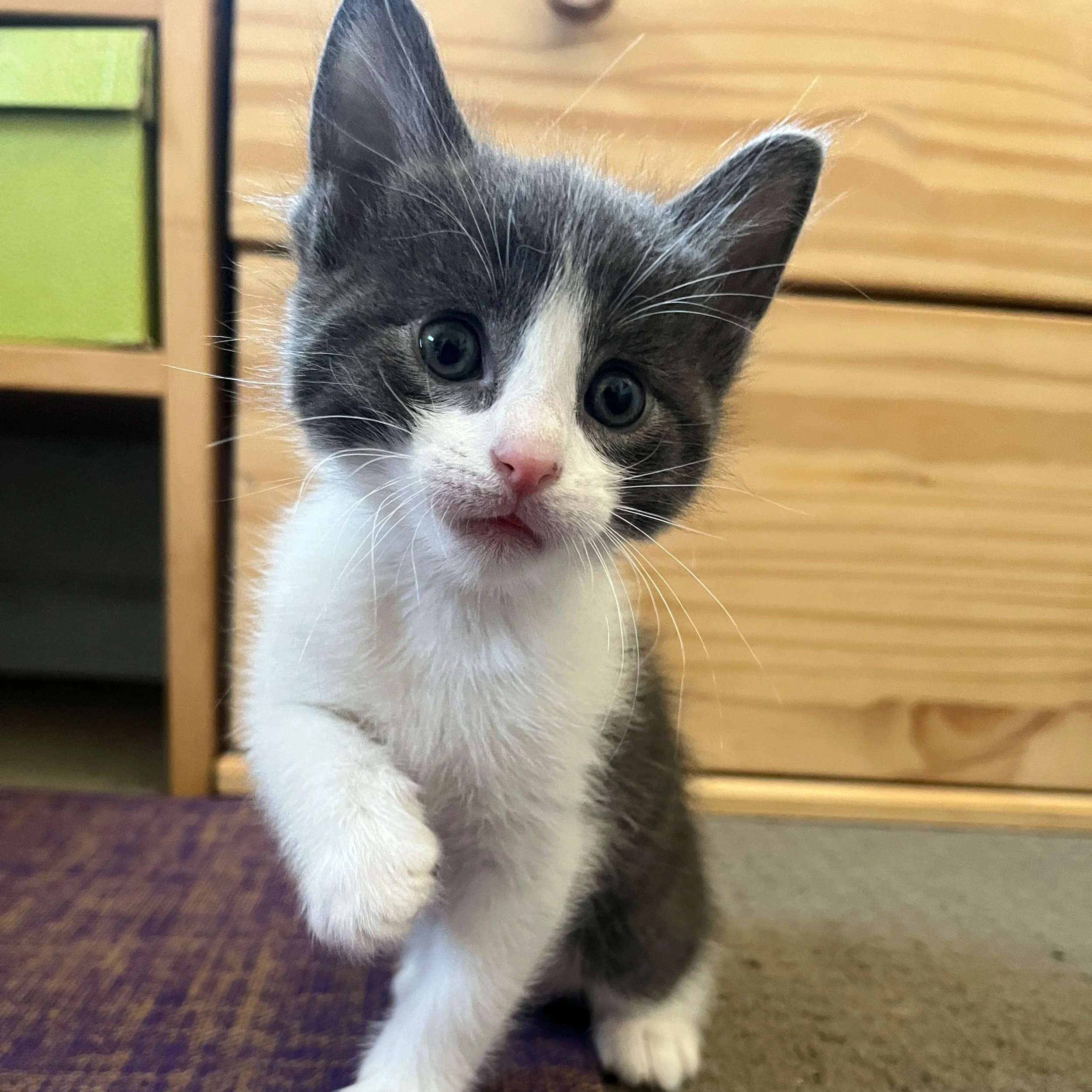 A grey and white kitten with blue eyes waves his white paw at the viewer