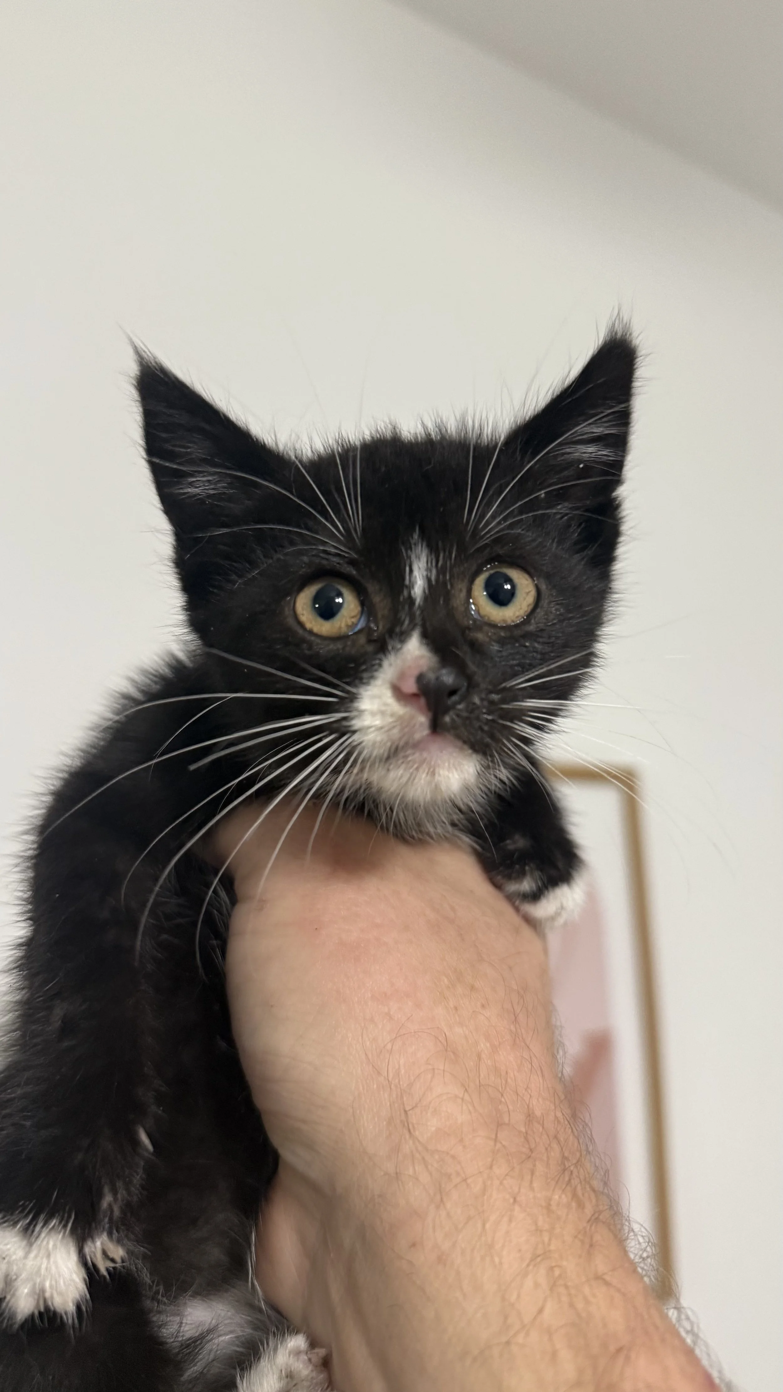 Photo of a tiny tuxedo kitten with half black and half pink nose