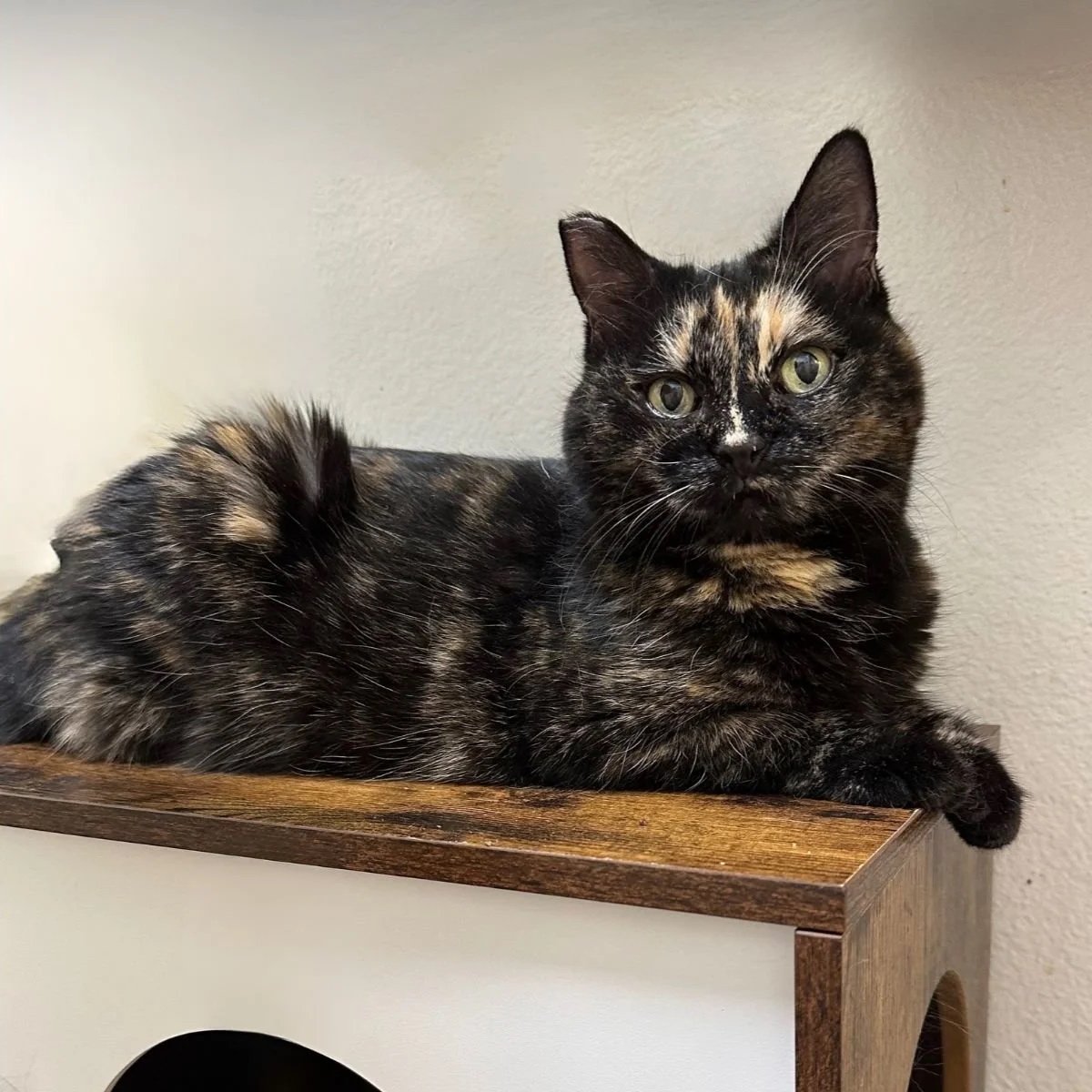 A tortoiseshell cat lying on a wooden surface, looking at the camera, with a gray wall in the background.