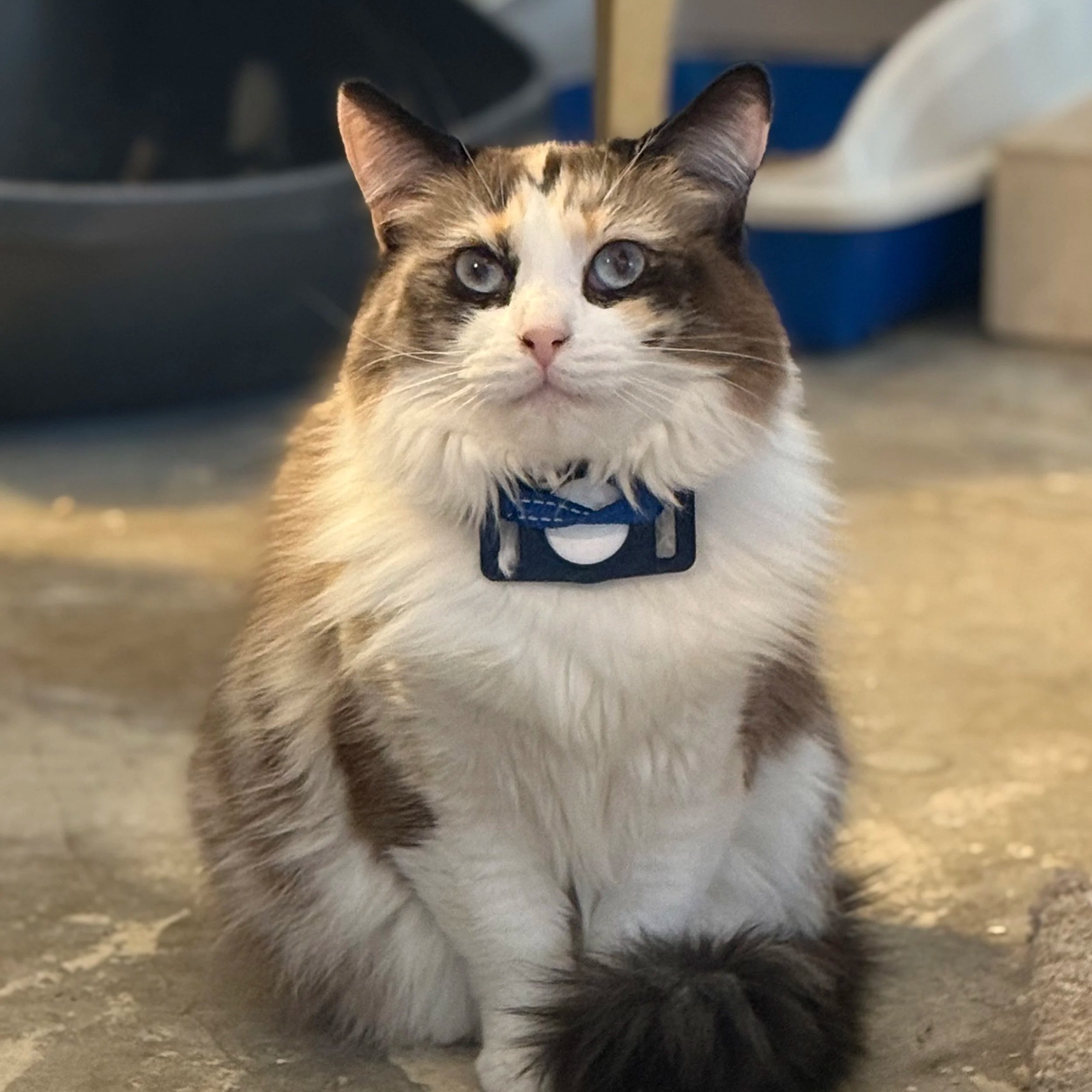 A fluffy calico cat with blue eyes sitting indoors next to wooden walls or cabinets.