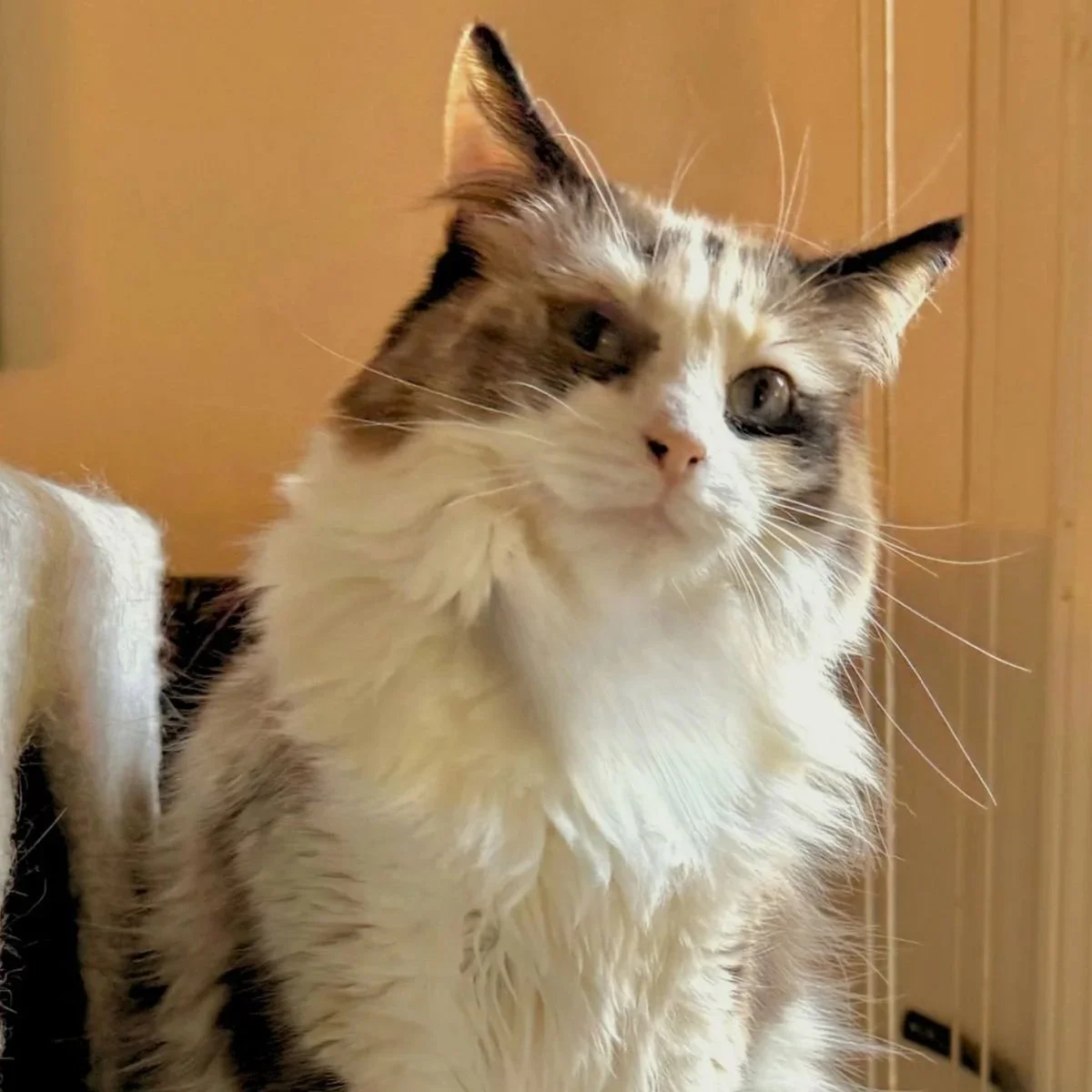 A fluffy calico cat with blue eyes sitting indoors next to wooden walls or cabinets.