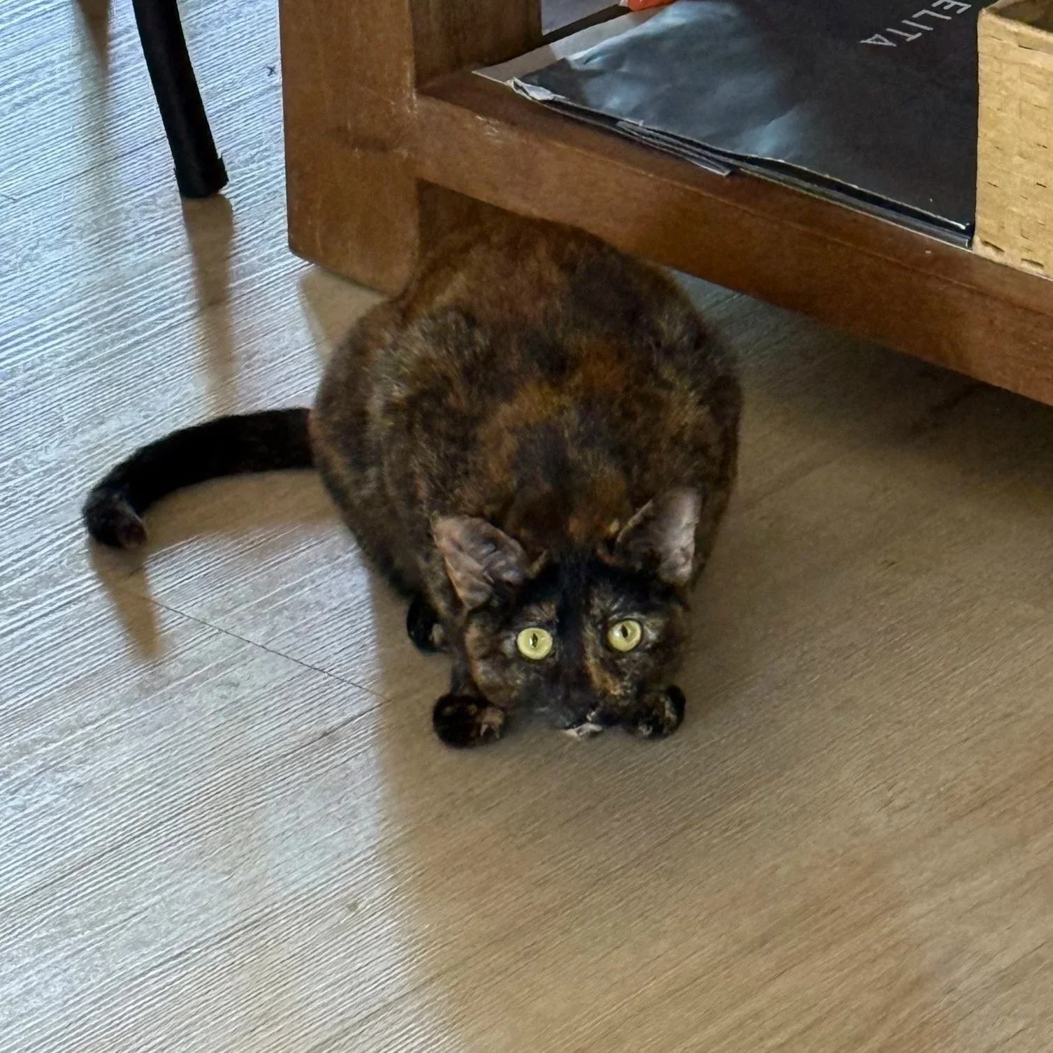 Photo of a playful tortoiseshell cat getting ready to pounce on a toy