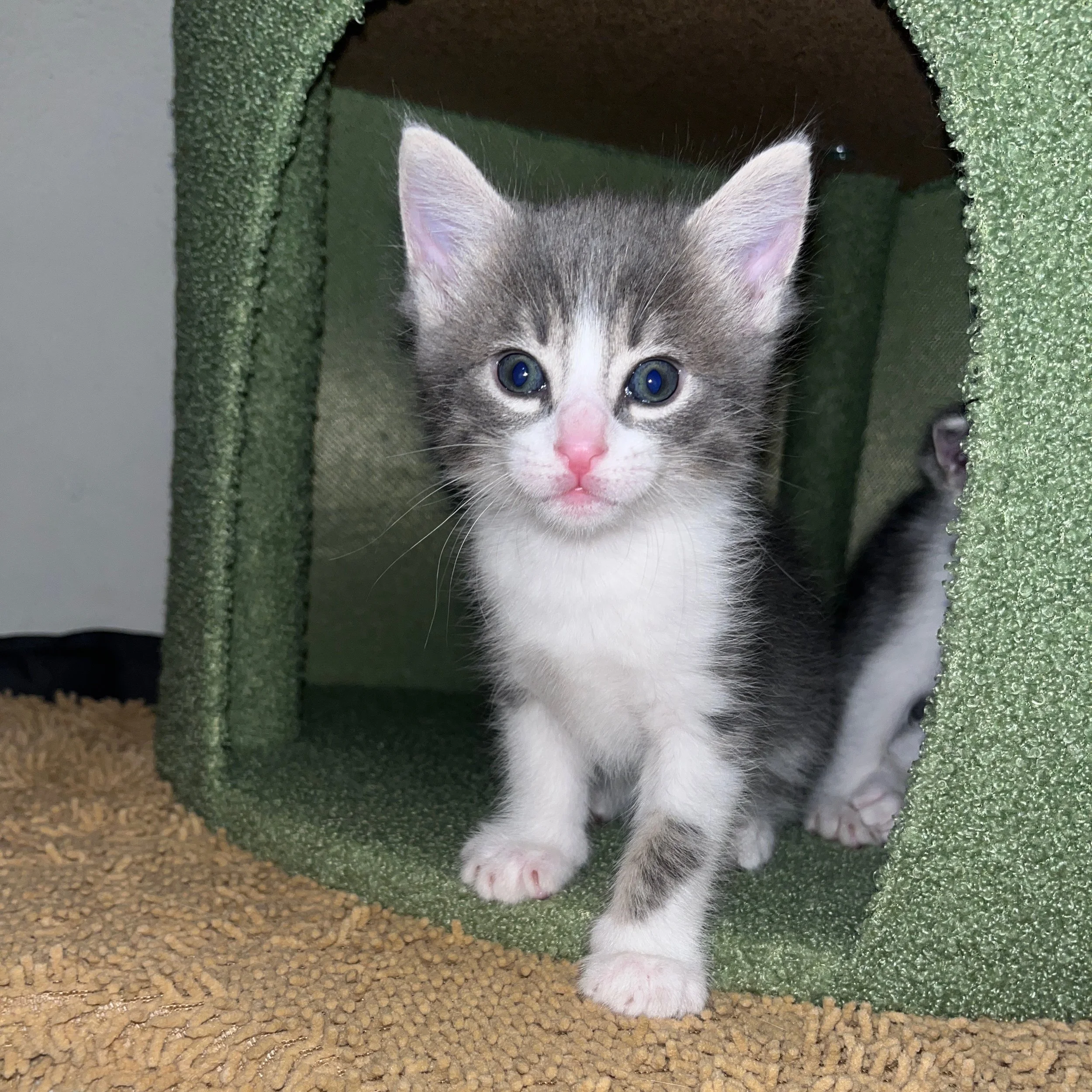 A cute gray and white tabby kitten with blue eyes sitting in a green cat house