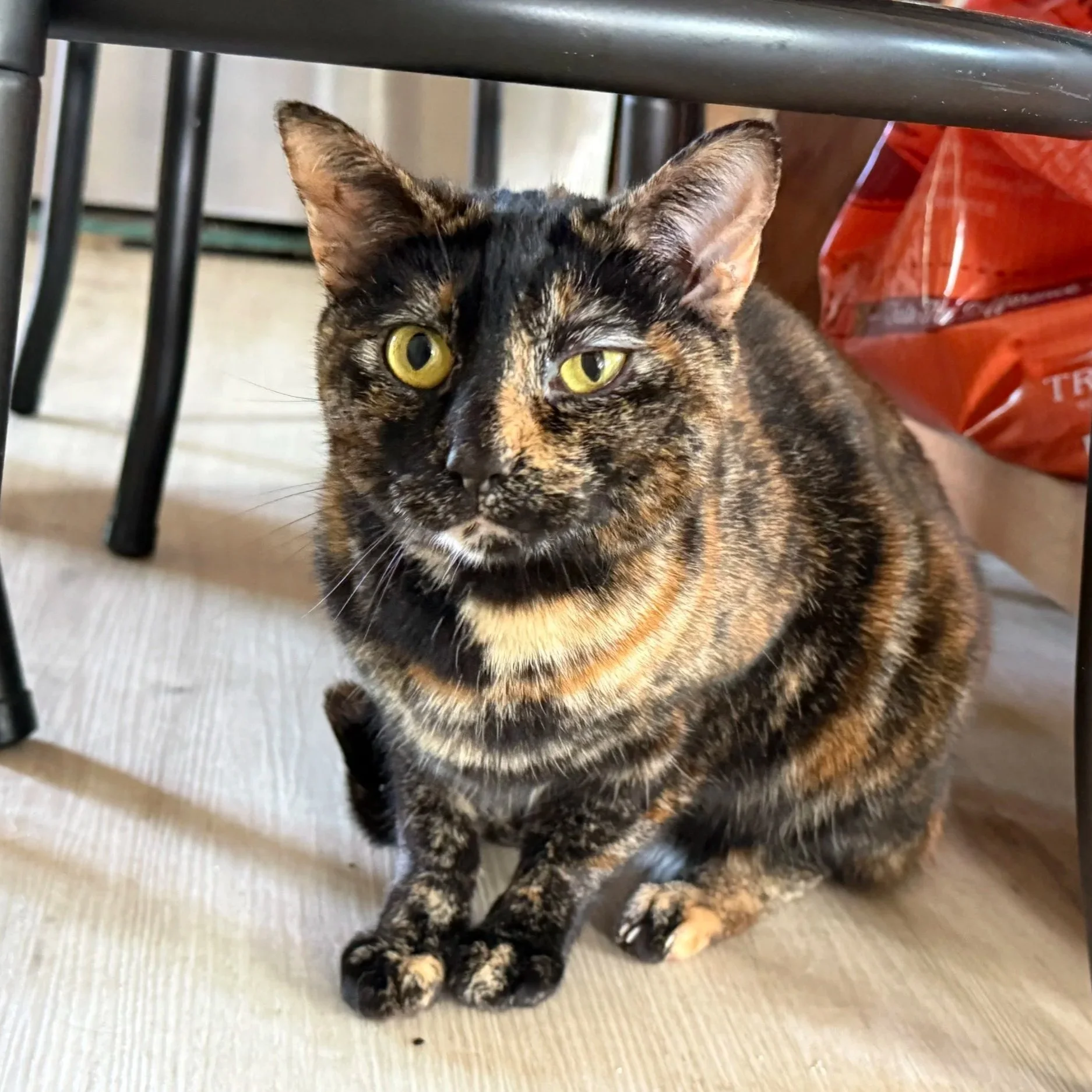 A DARK BROWN AND ORANGE tortoiseshell cat with one squinting eye sits under a table