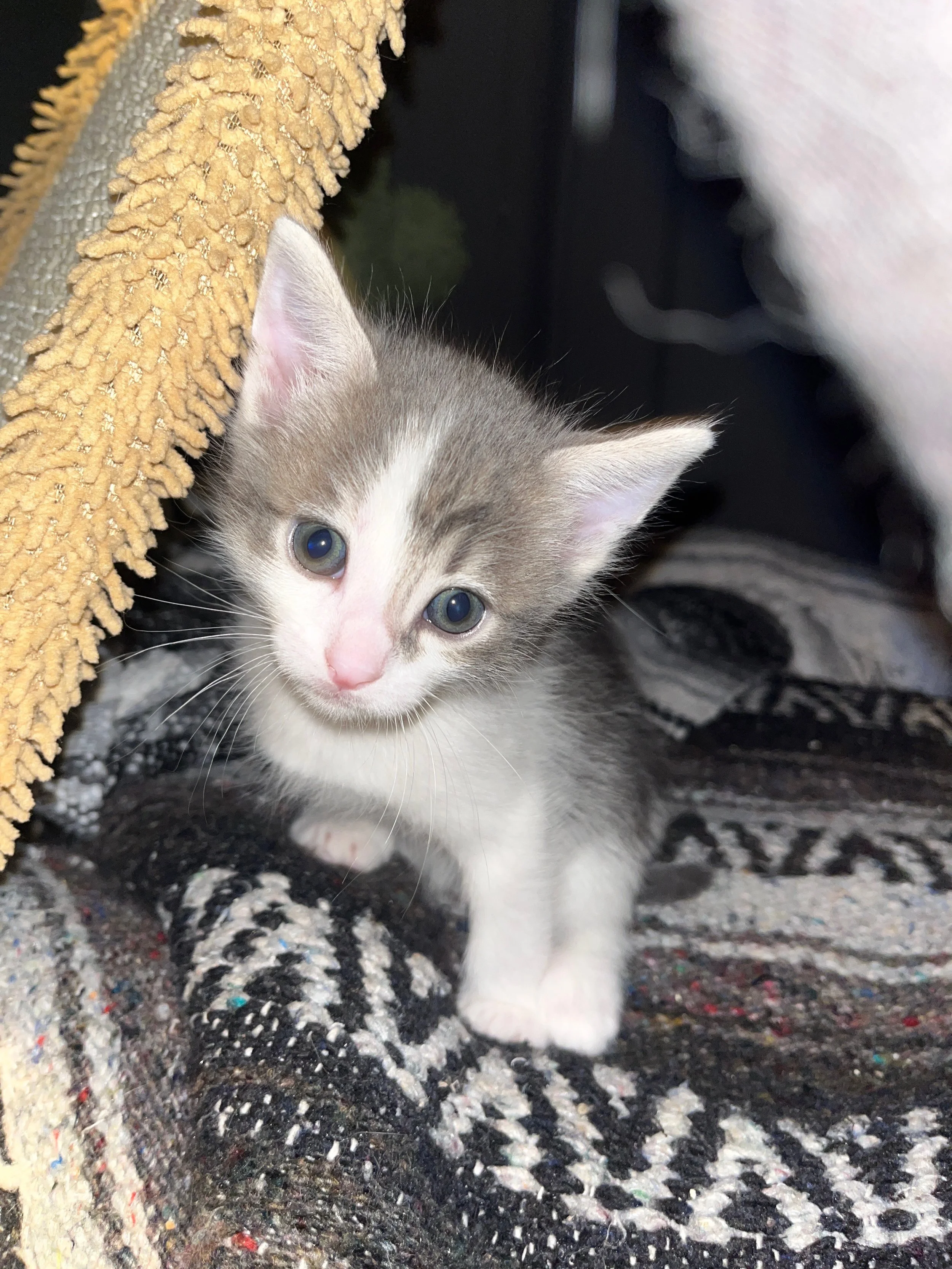 A grey and white kitten with blue eyes sits on a woven blanket