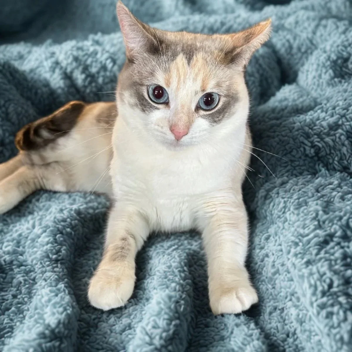 Photo of a four-year-old female cat named Jazz lying on a textured blue blanket, looking at the camera with blue eyes. The left side of the image contains purple text box with white text about Jazz's background and personality, encouraging adoption.