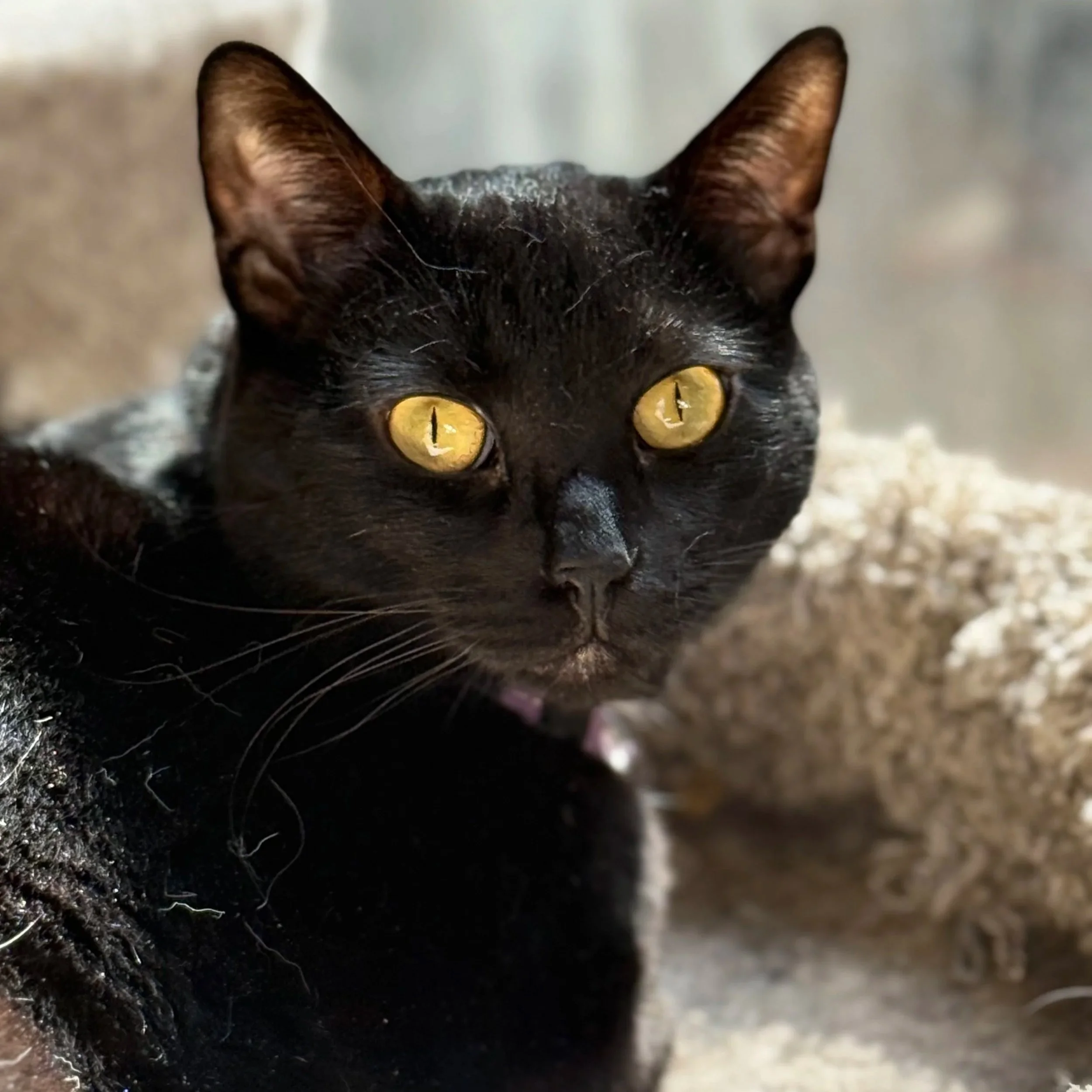 A cute black cat with golden eyes sits in a cat bed in sunshine
