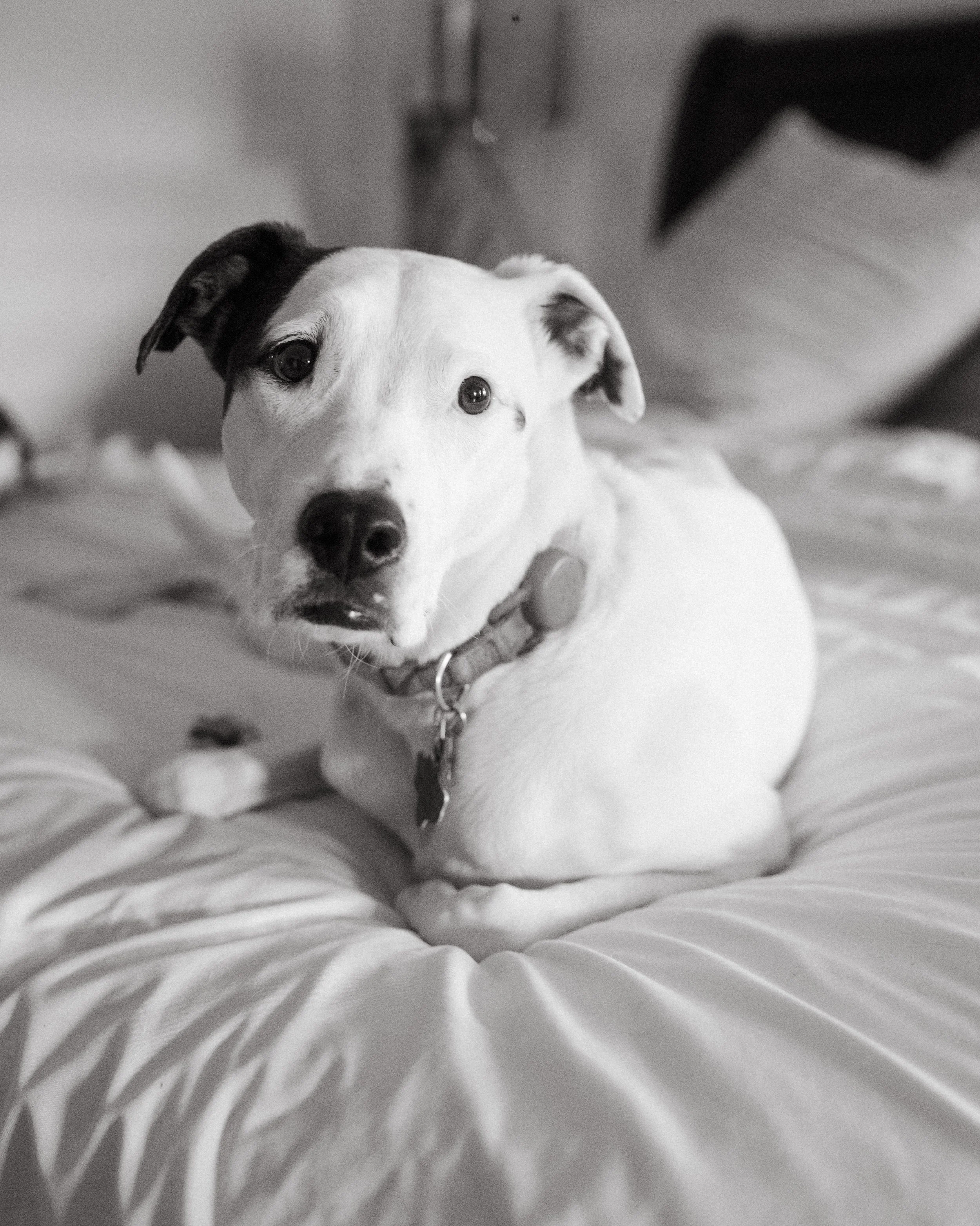 maternity session with dogs