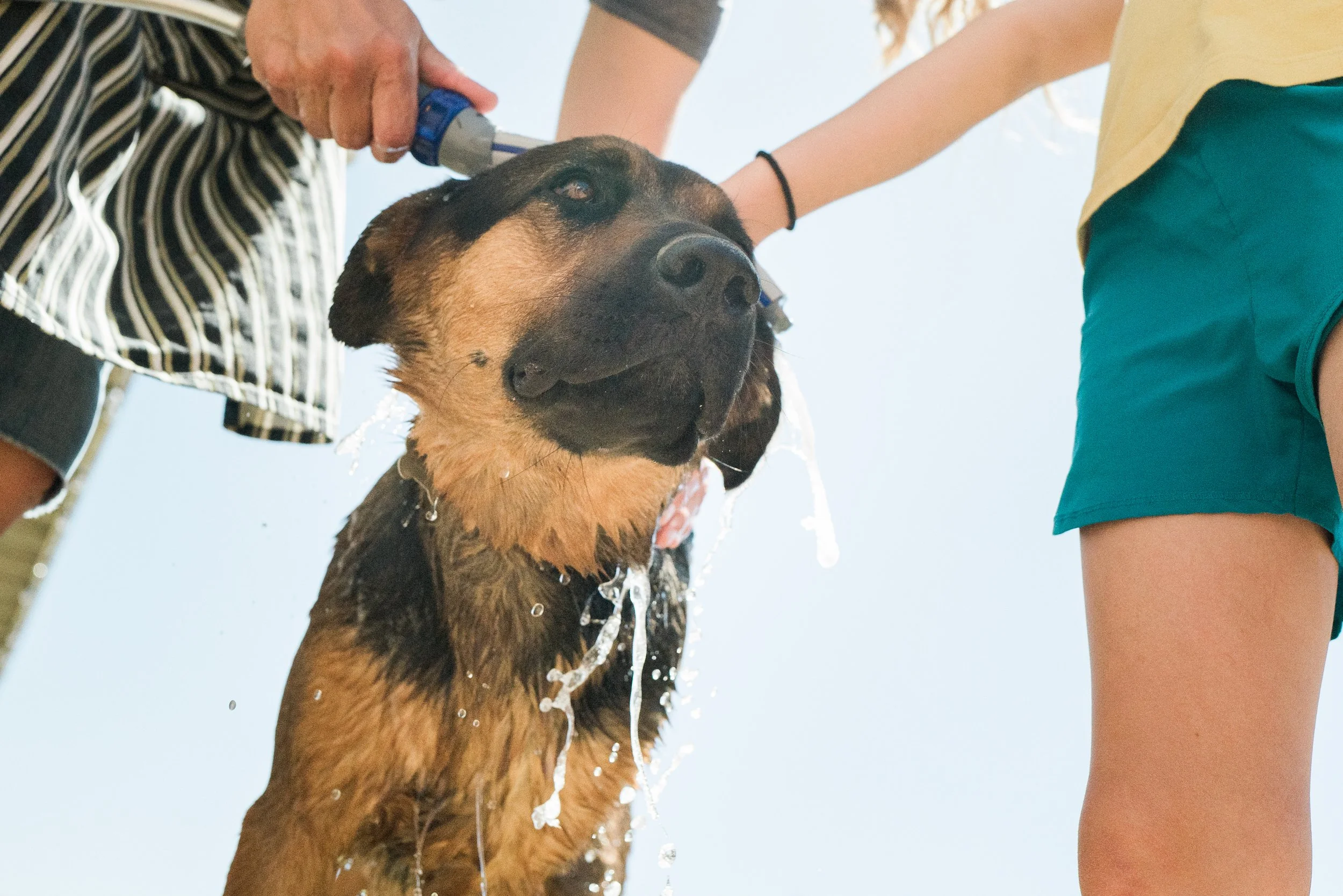 A dog being bathed outdoors, with water and soap on its fur, partially towel-dried, with two people's hands washing it, one on its neck, against a clear blue sky.
