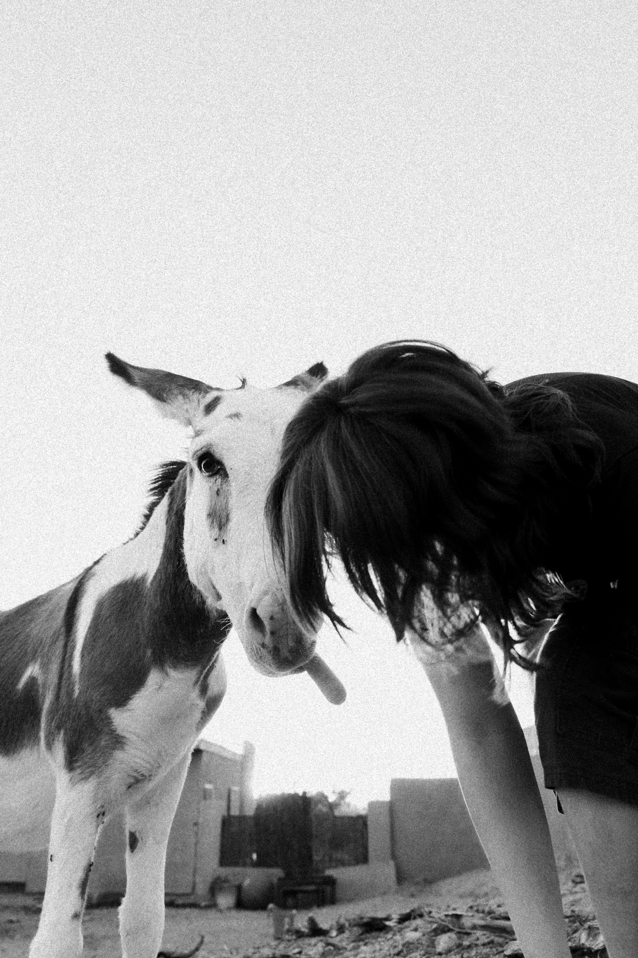 A person with long hair and a donkey with a white coat and black spots touching noses outdoors.