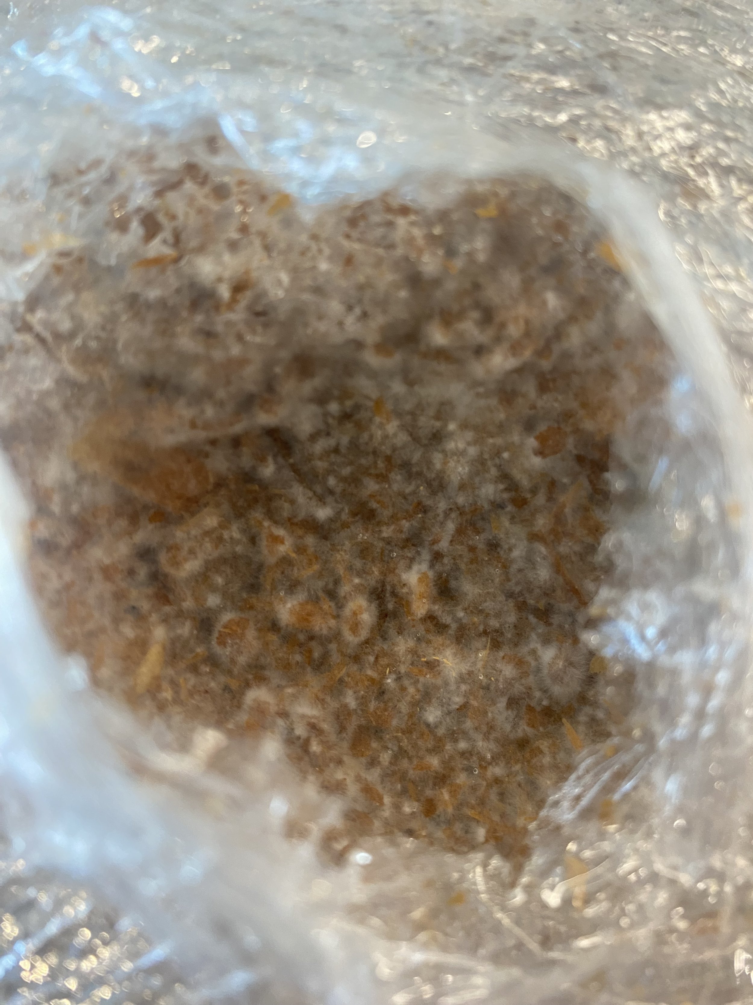 Mycelium development on a sawdust substrate