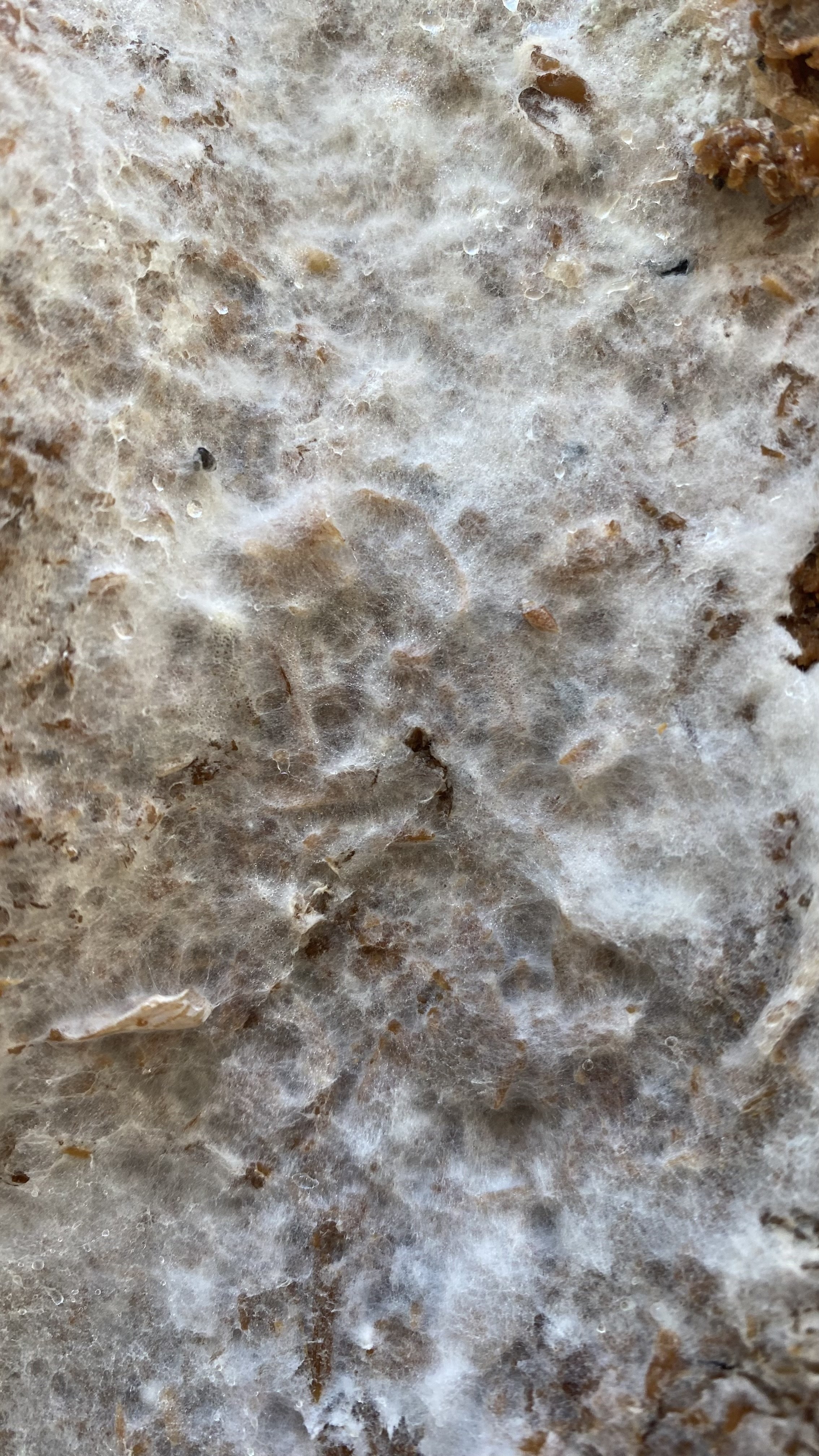 Mycelium growth on a sawdust-based substrate