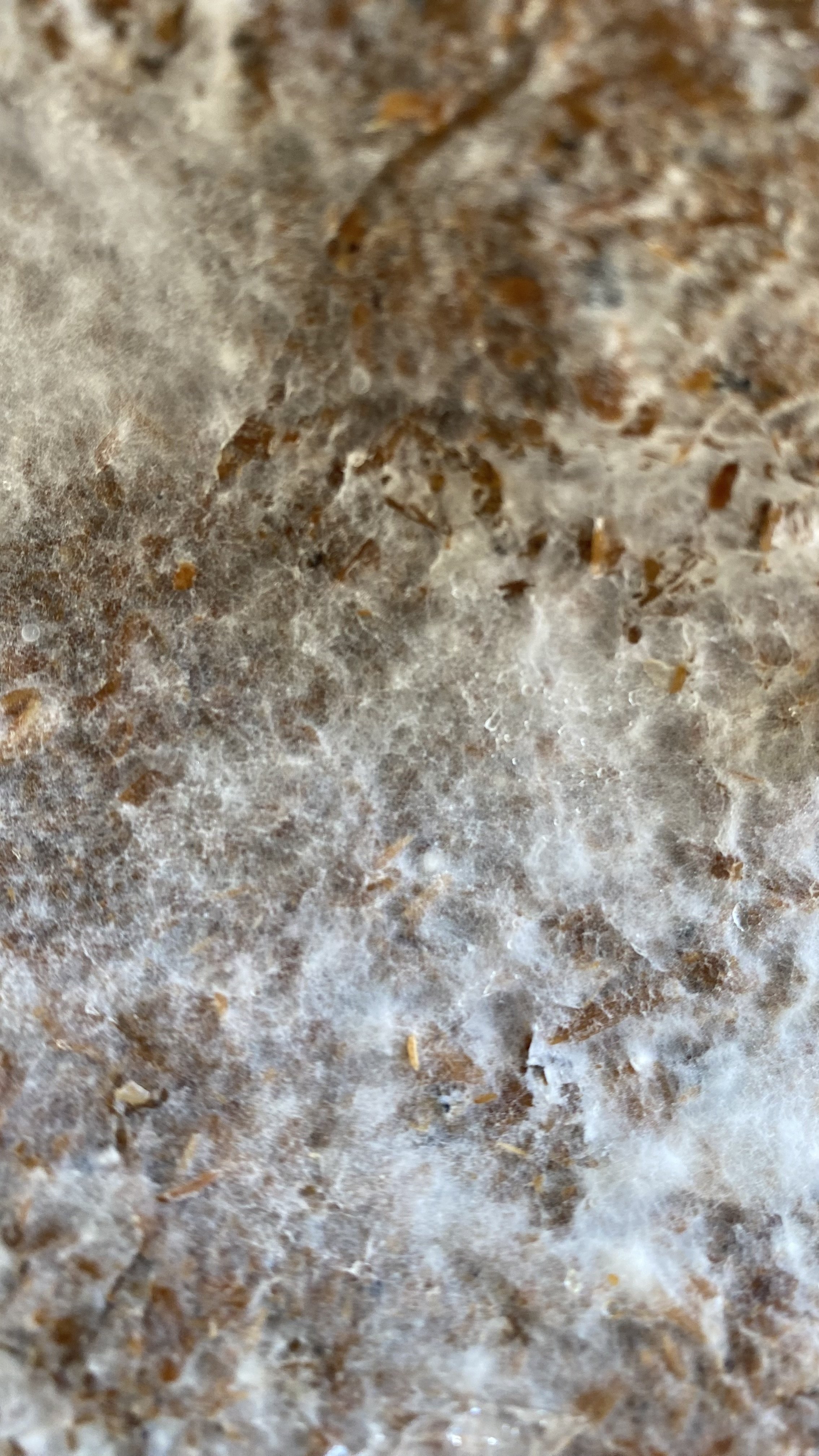 We collaborate with schools to introduce sustainability education programs. From showcasing the potential of agricultural waste to inspiring young minds with hands-on mycelium projects, we’re nurturing the next generation of eco-leaders.