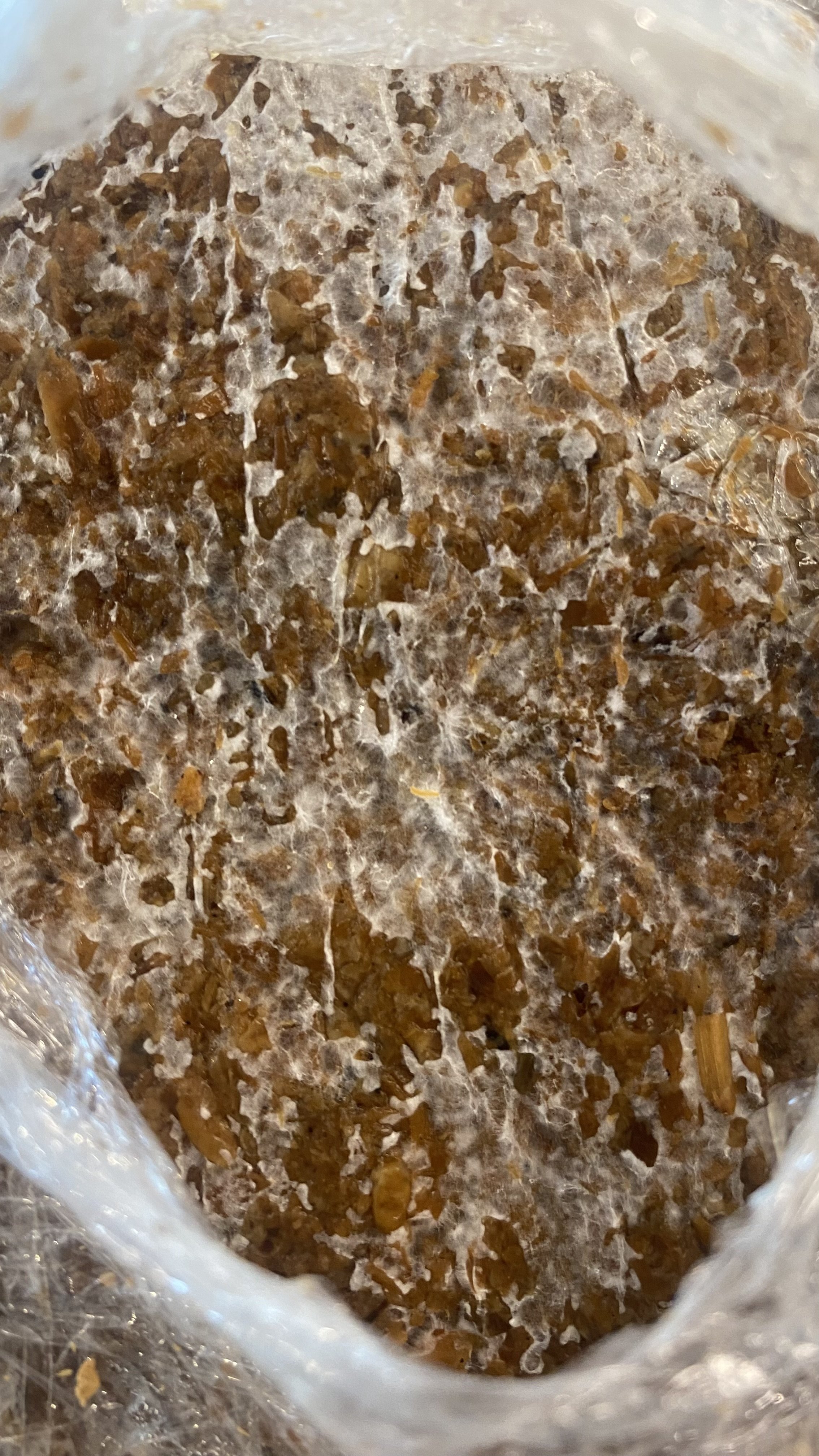We host hands-on workshops to teach individuals and communities about the potential of mycelium as a sustainable resource. These workshops provide practical skills for growing eco-friendly products while raising awareness about environmental preserva