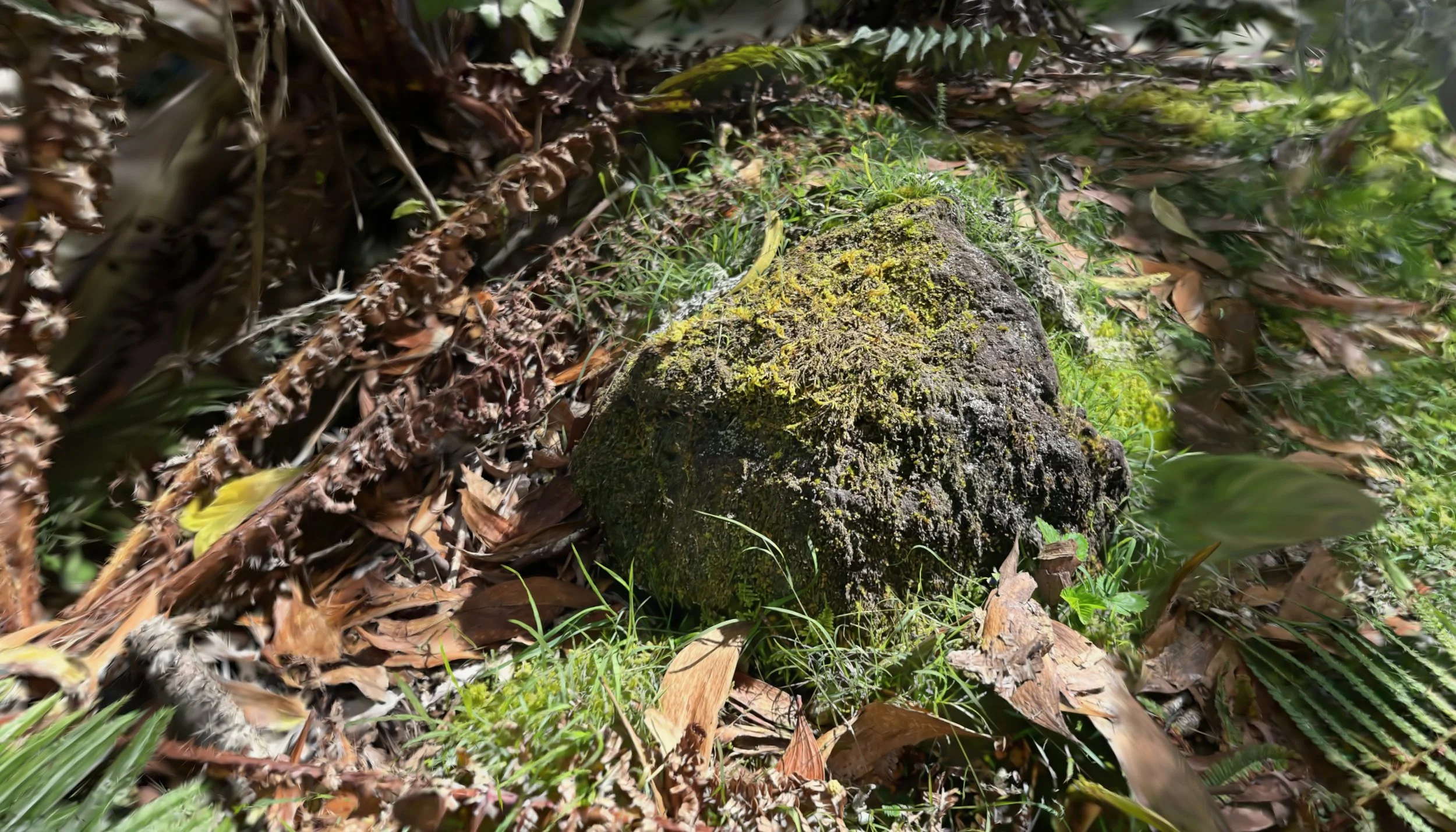 hawaii_rock.jpg