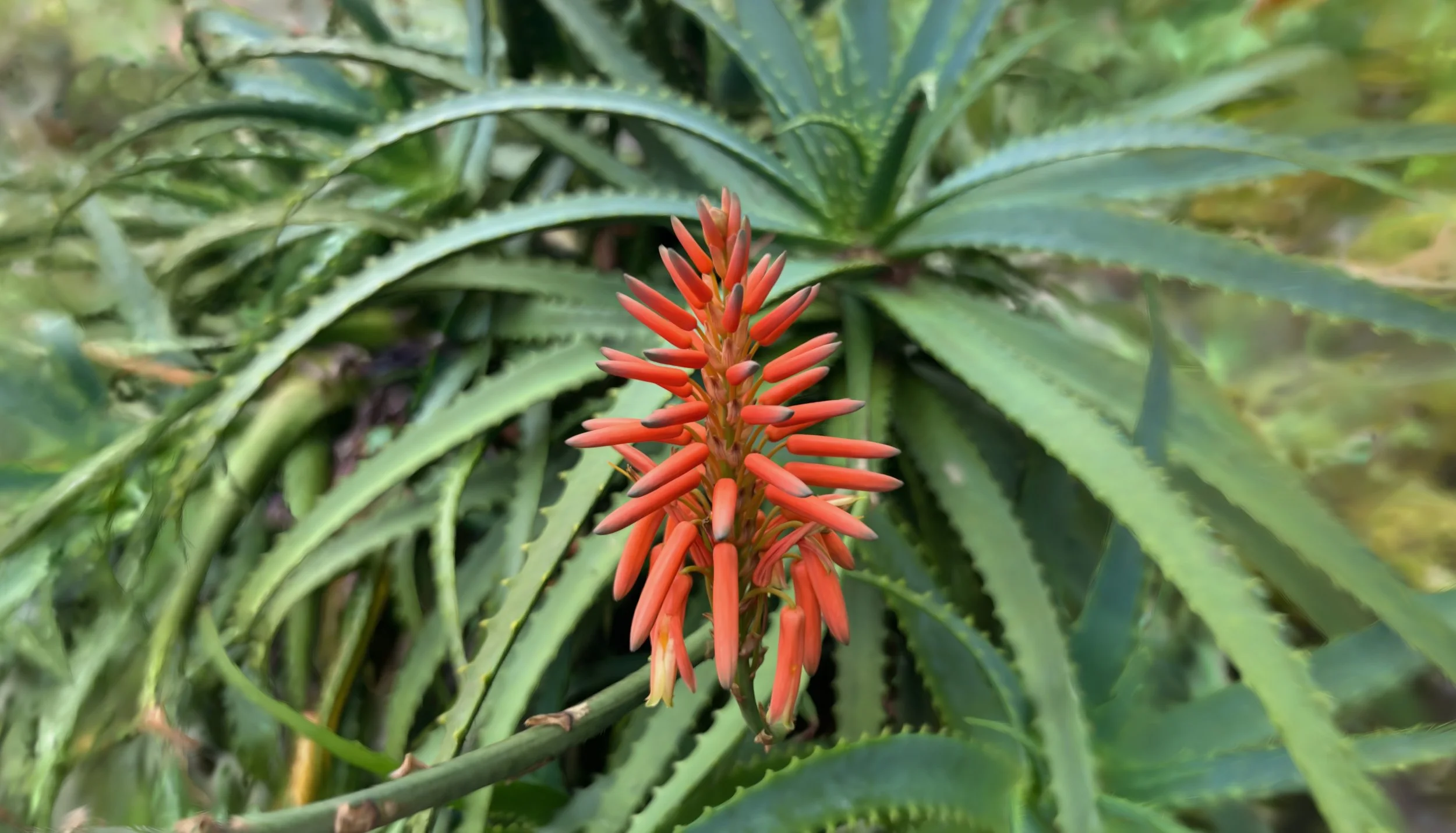 aloe_plant.jpg