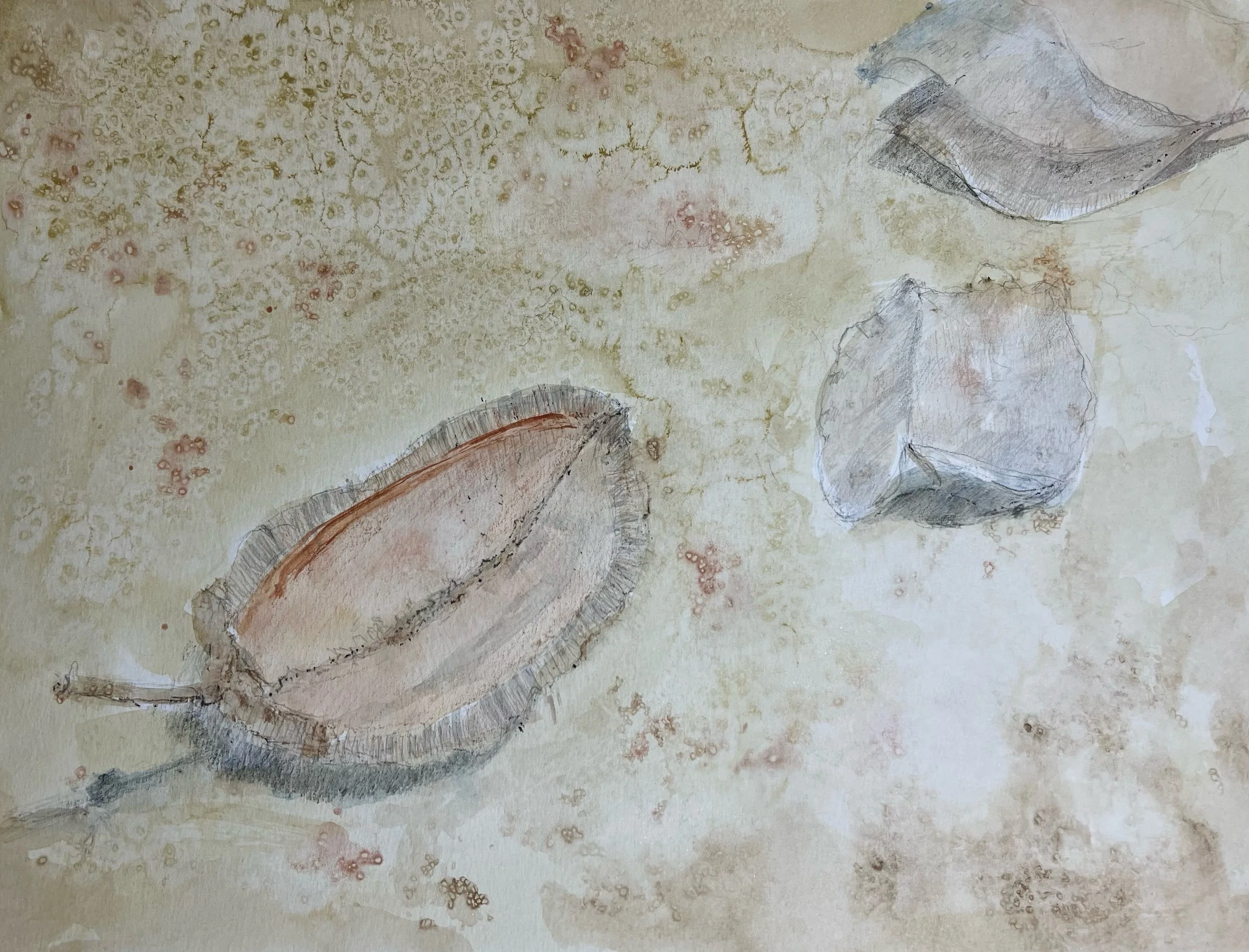 Pod Study
Watercolor, graphite, 13.5" x 10.25" H, 2020
