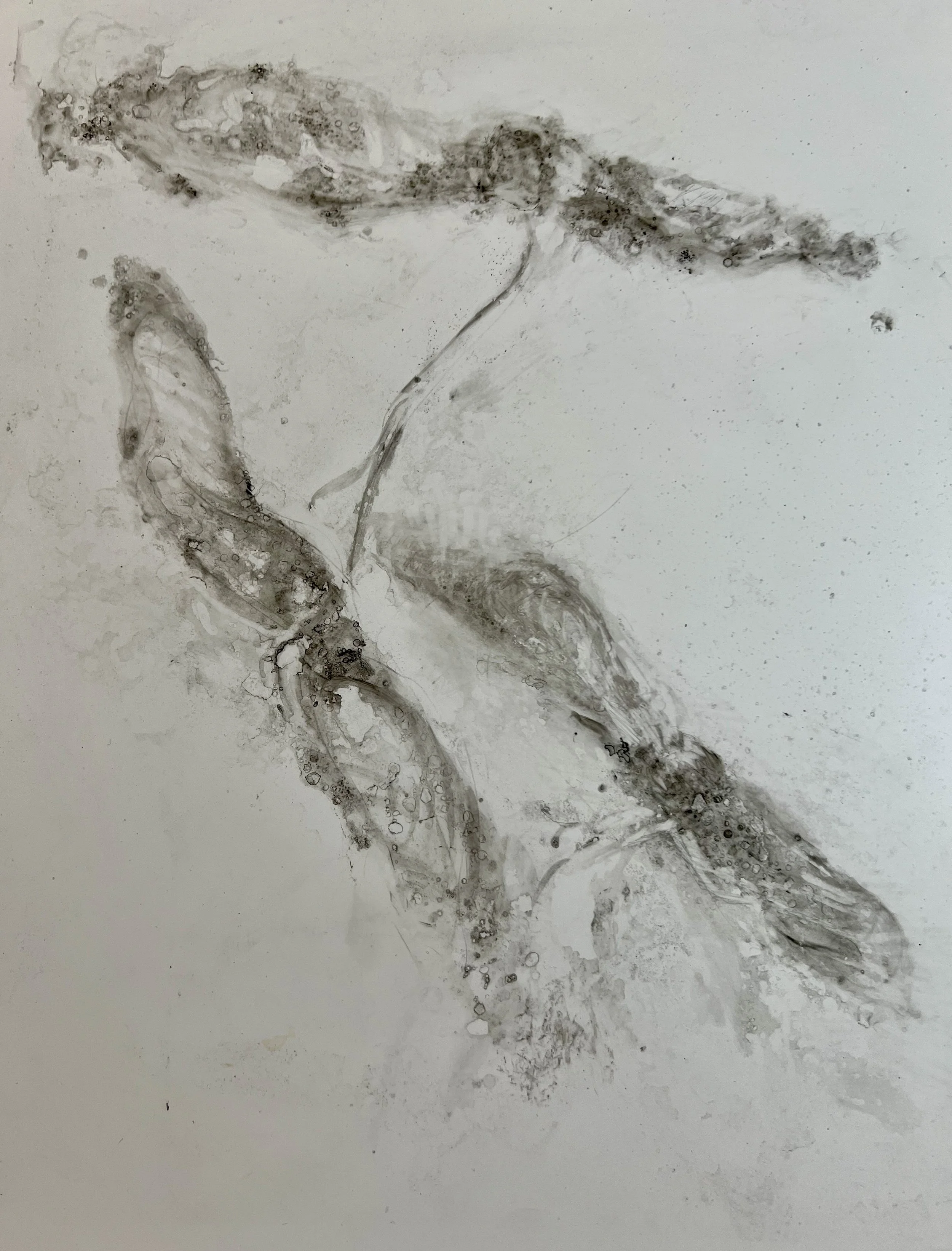 Fleeting
Graphite, water-soluble crayon
9" x 12" H, 2026
