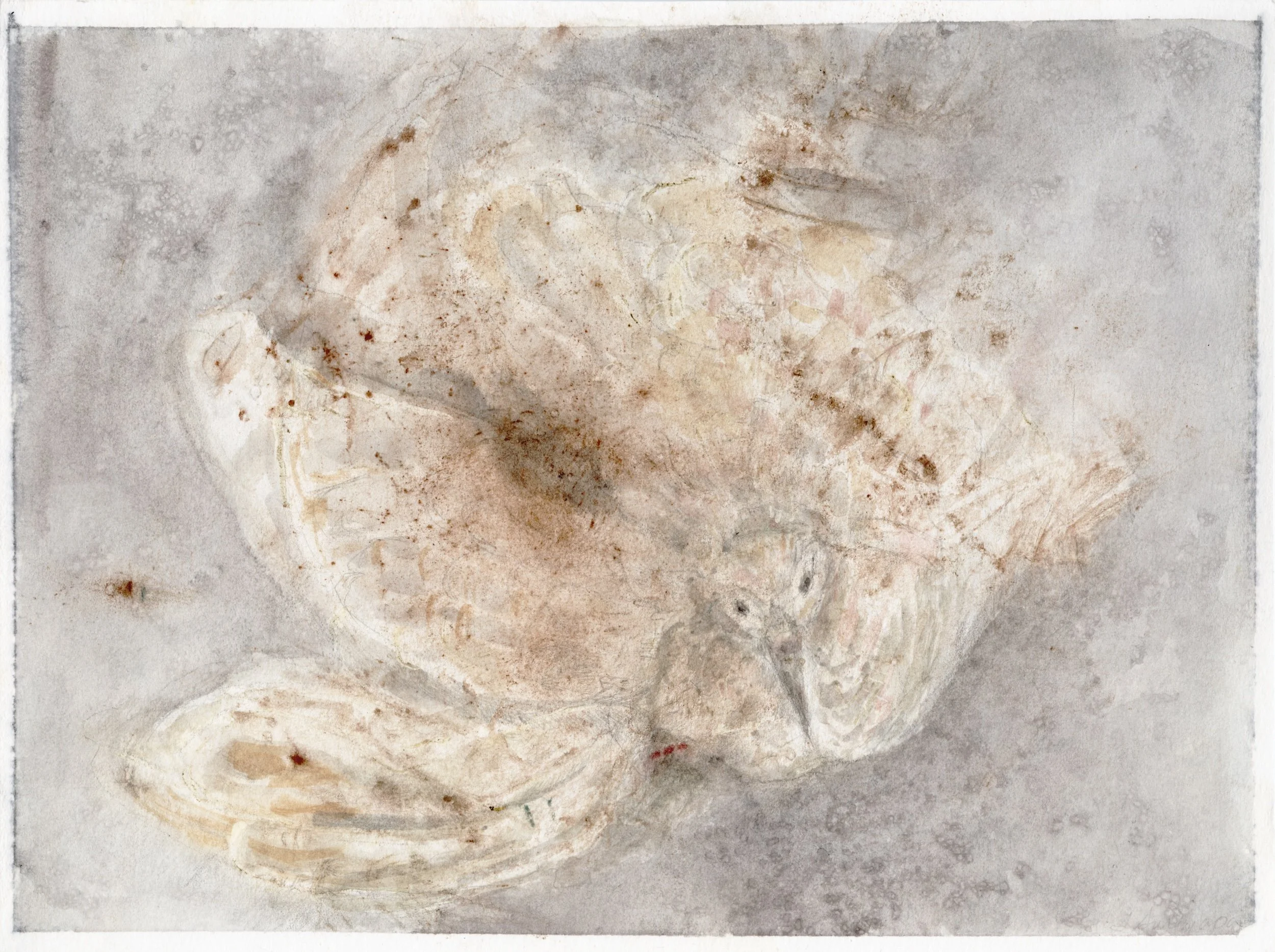 Broken Wing
Graphite, watercolor, 12" x 9" H, 2020