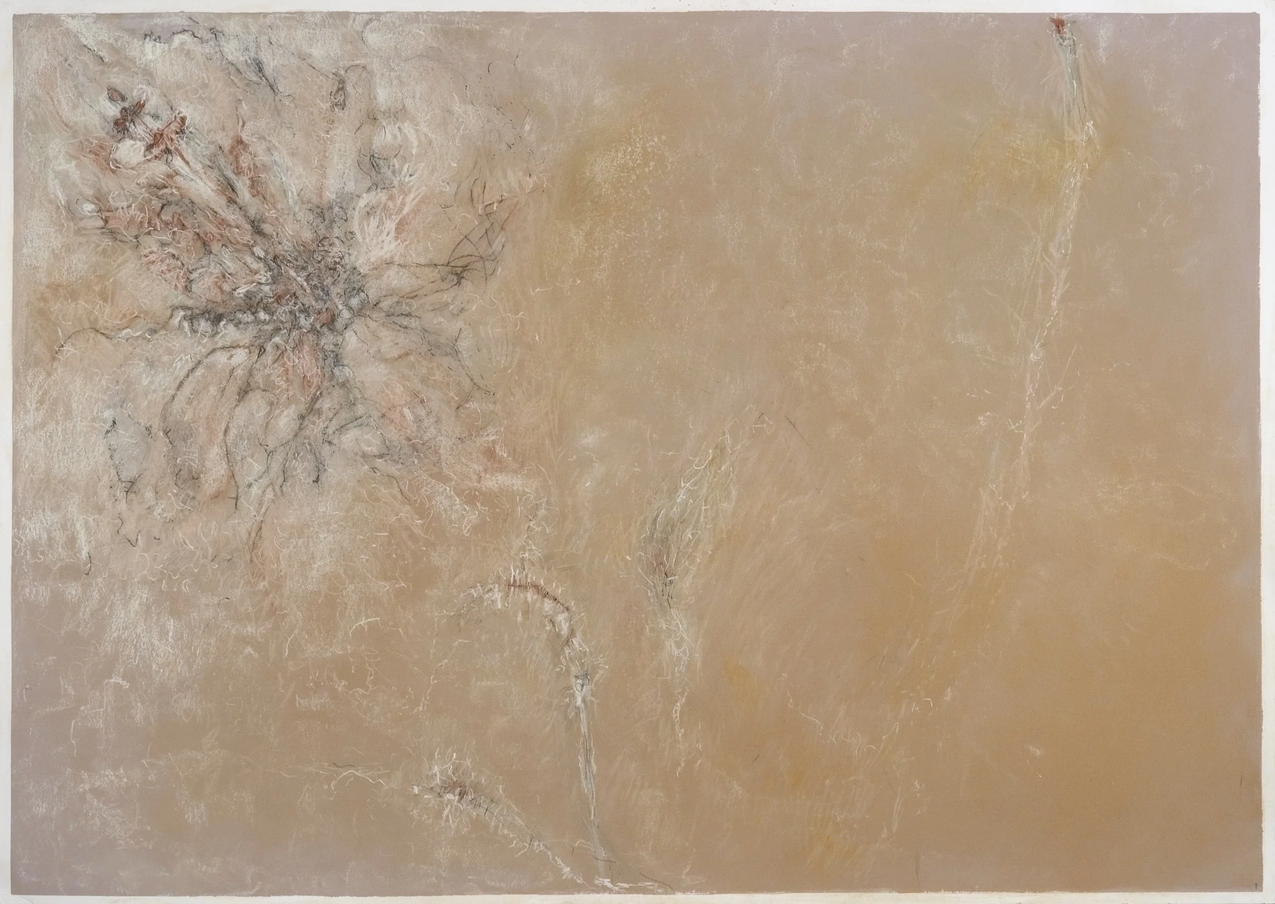 Flower Study
Pastel, 26.75" x 18.75" H, 2005