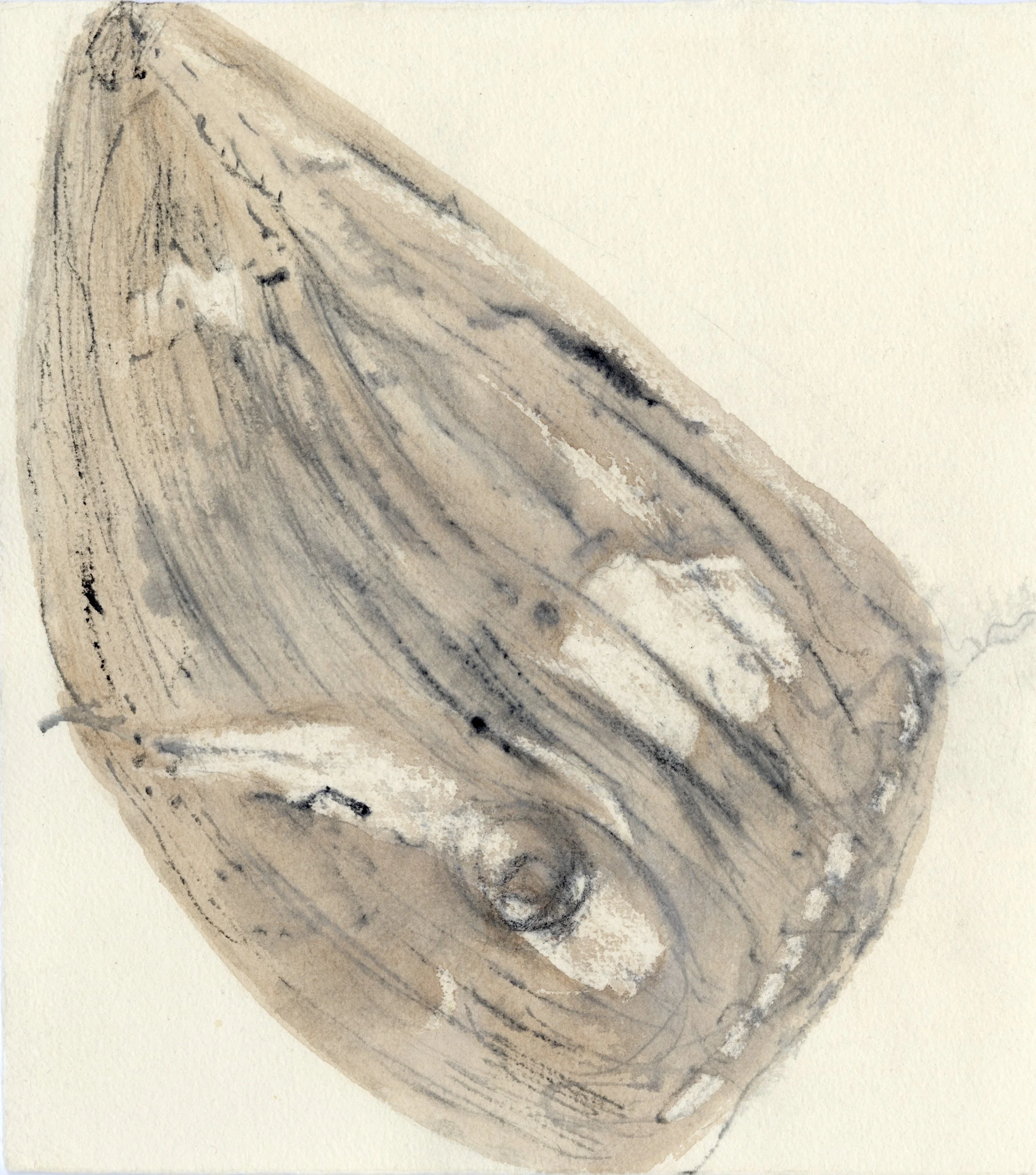 Moth's Wing
Graphite, watercolor, water-soluble crayon, 7.5" x 8.5" H, 2021