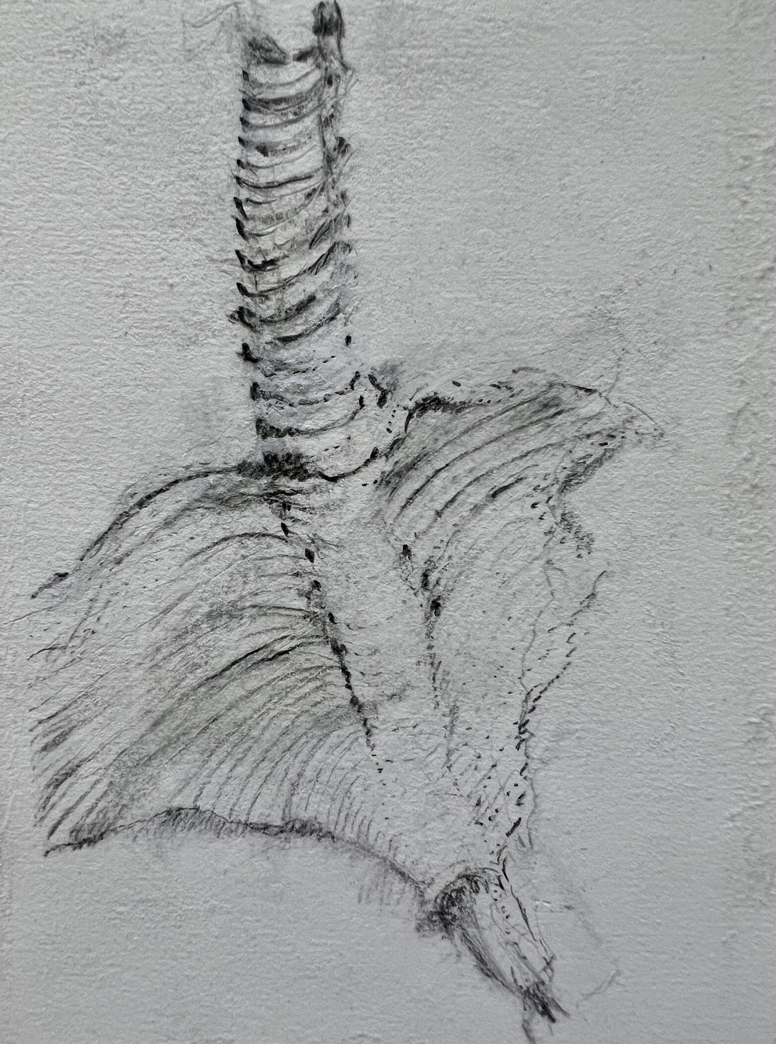 Accordion
Graphite
5" x 7" H, 2026