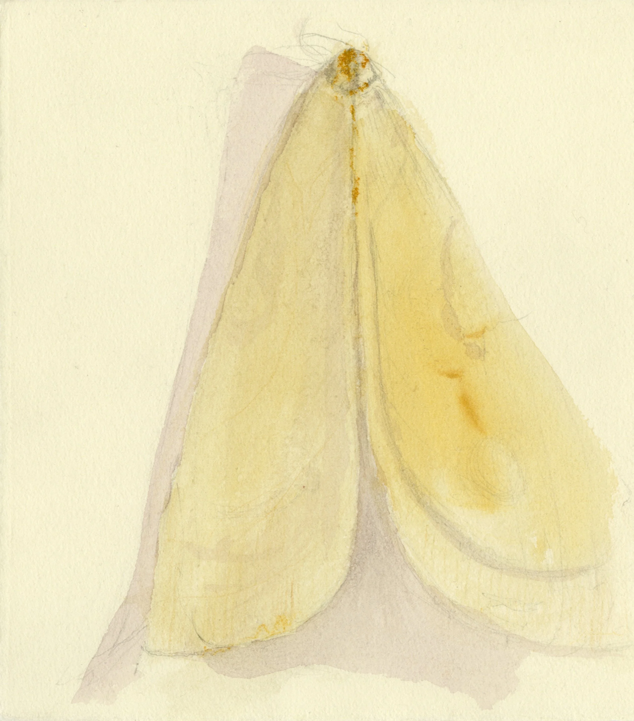 Wings
Crayon, watercolor, water-soluble crayon, 7.5" x 8.5" H, 2021