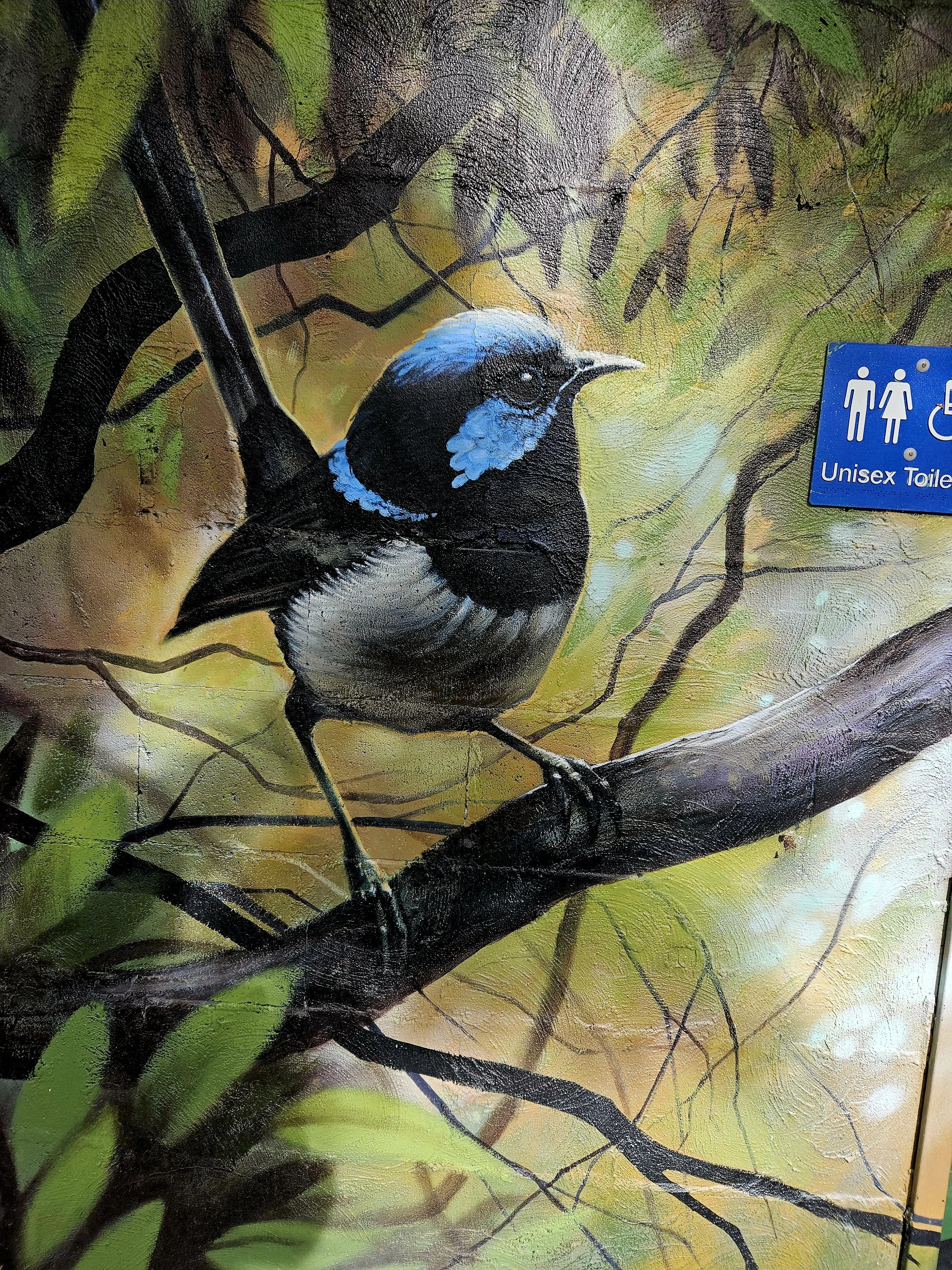 Fairy Wren painted at a park at Logan Holme in the south of Brisbane.