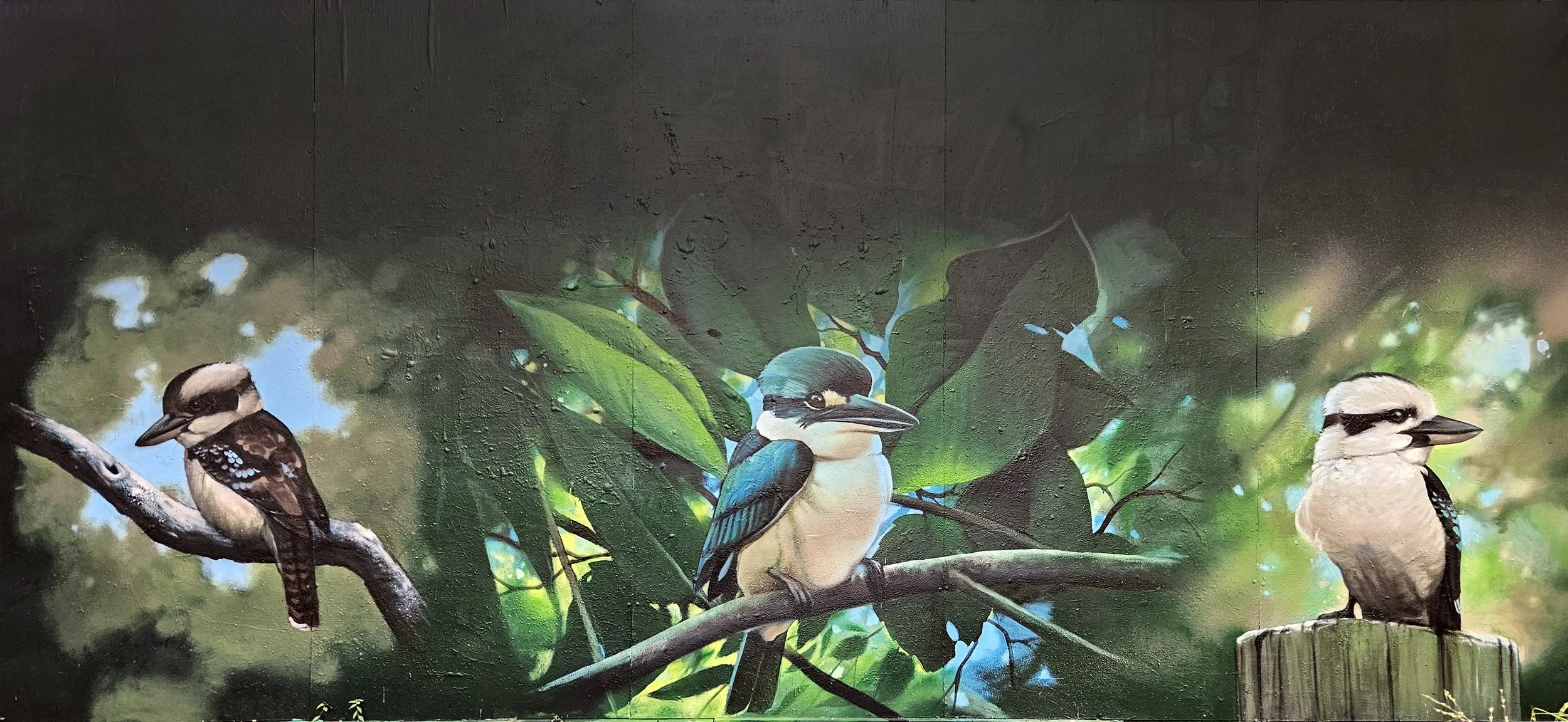 kookaburra wall 210225.jpg