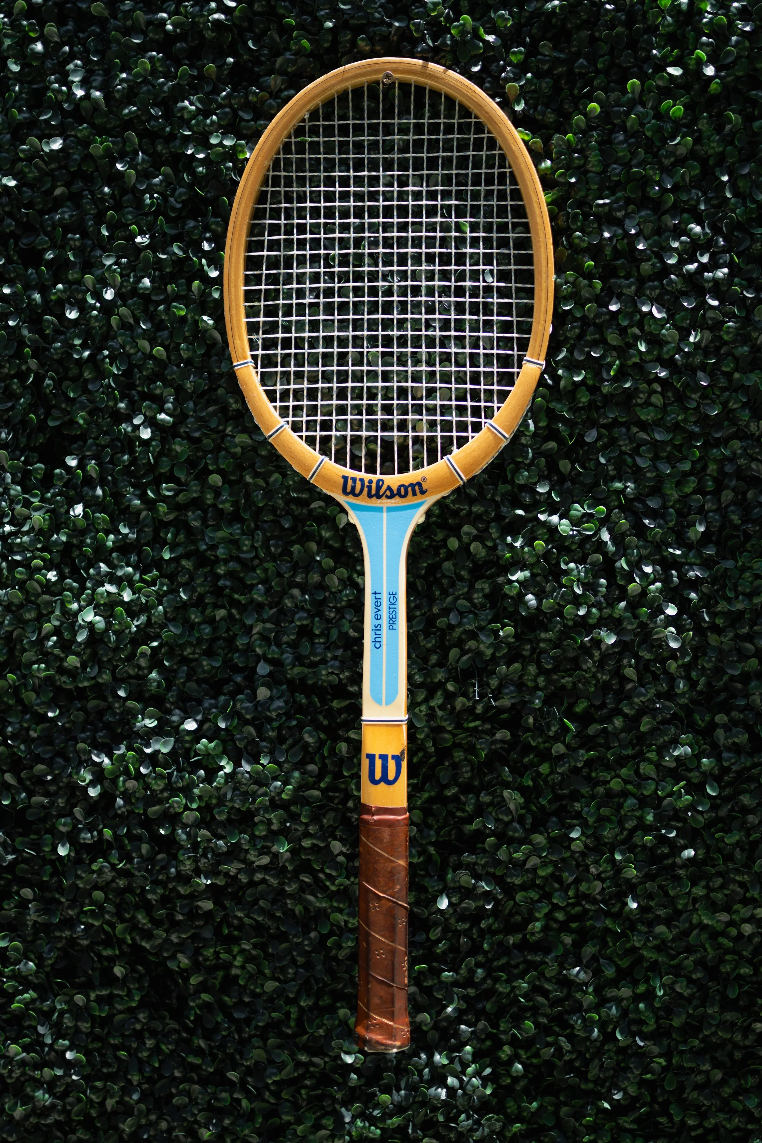 A wooden tennis racket with a leather grip, branded with 'Wilson' and 'Chris Everett Prestige', lying on a bed of small, shiny, dark green leaves.