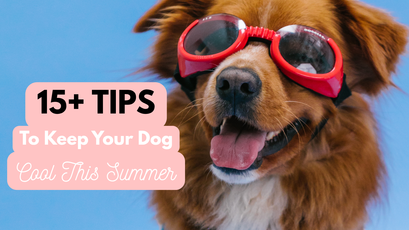 15+ Tips To Help Your Dog Beat The Heat