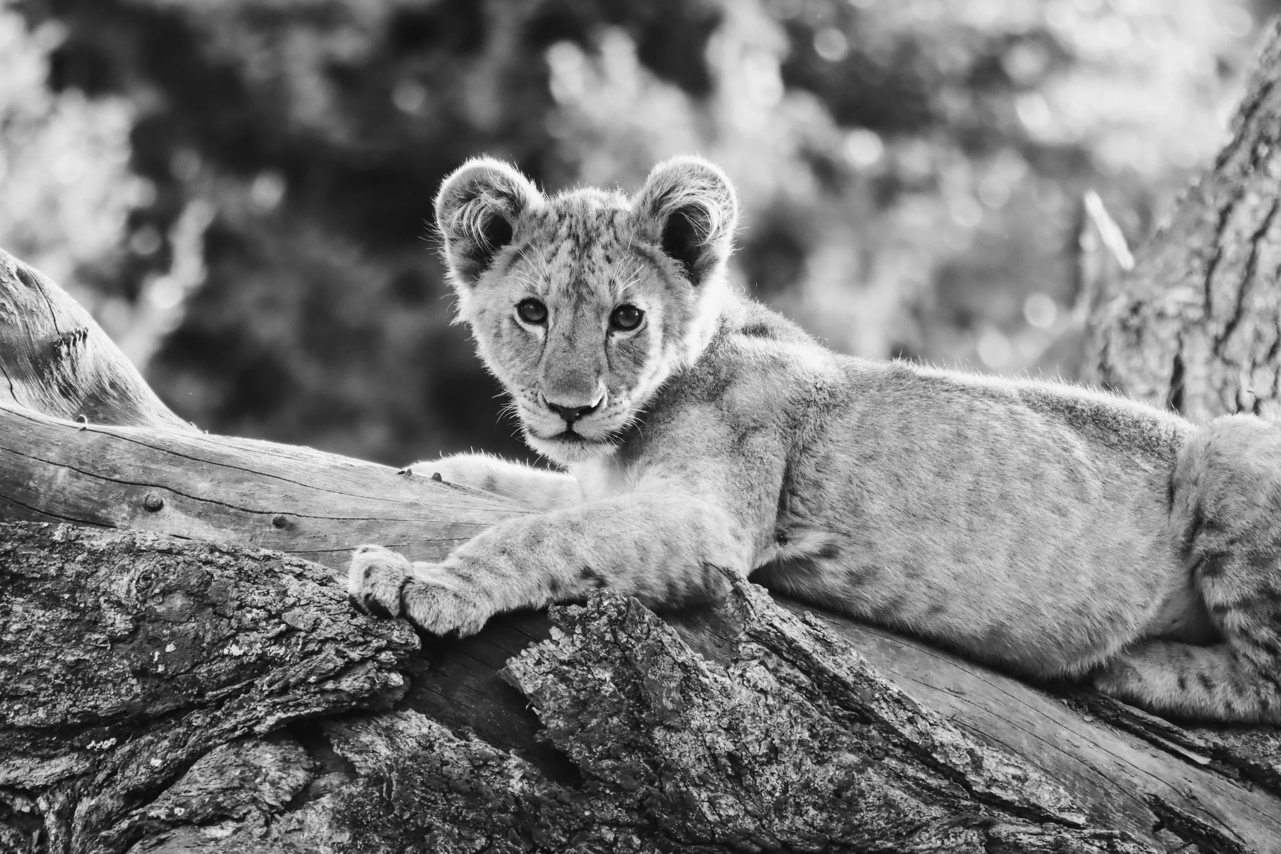 Tanzanie