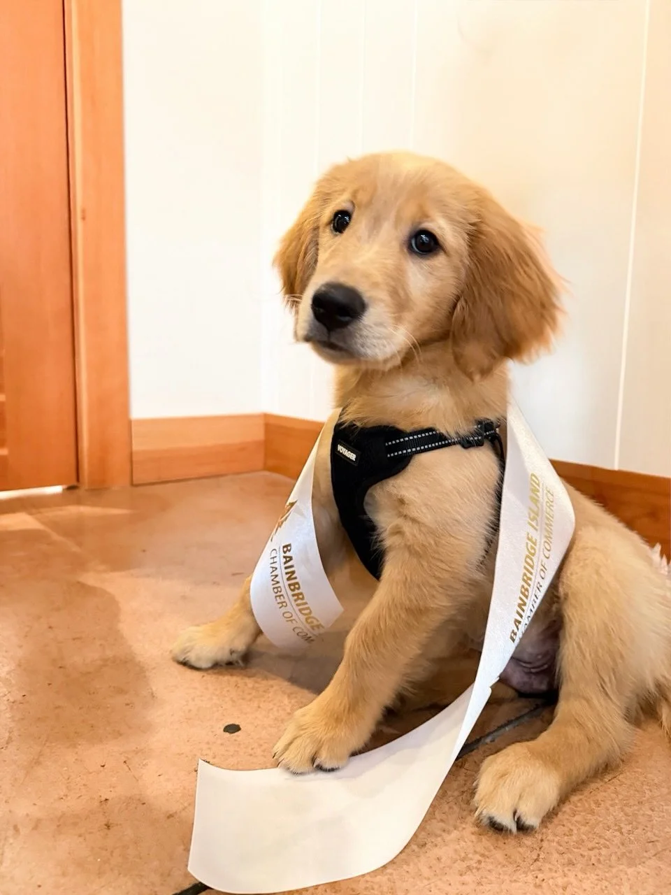 FYI. When you have a puppy, it&rsquo;s probably going to be our fave ribbon cutting to date &mdash; how could it not be? Meet Scout, one of our newly-minted, Chamber mascots and the clinic dog-in-training (maybe). 🥰

Big welcome to the Chamber to Li