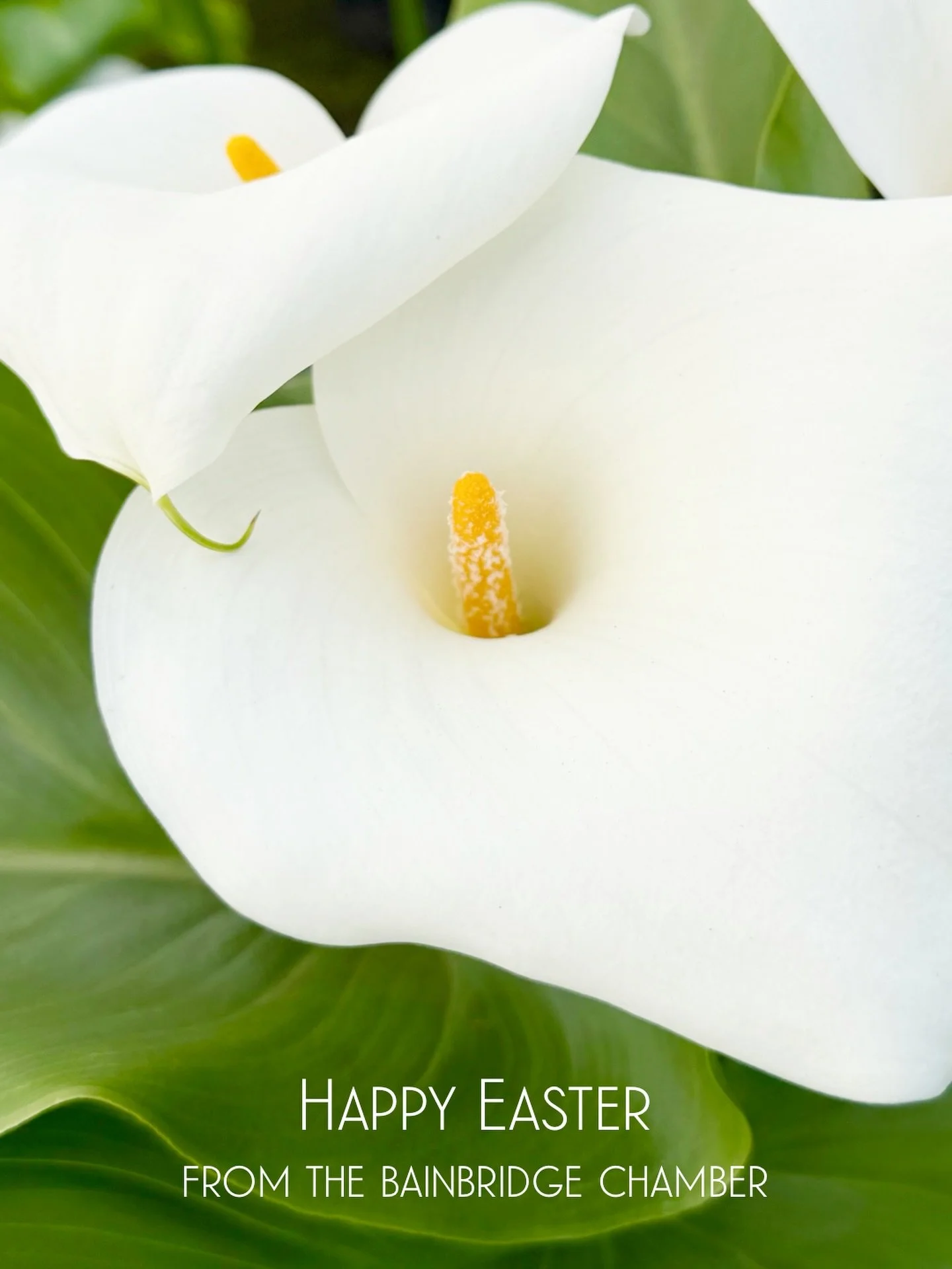 What a gorgeous weekend! Enjoy it, Bainbridge! Happy Easter from our Chamber team! ☀️