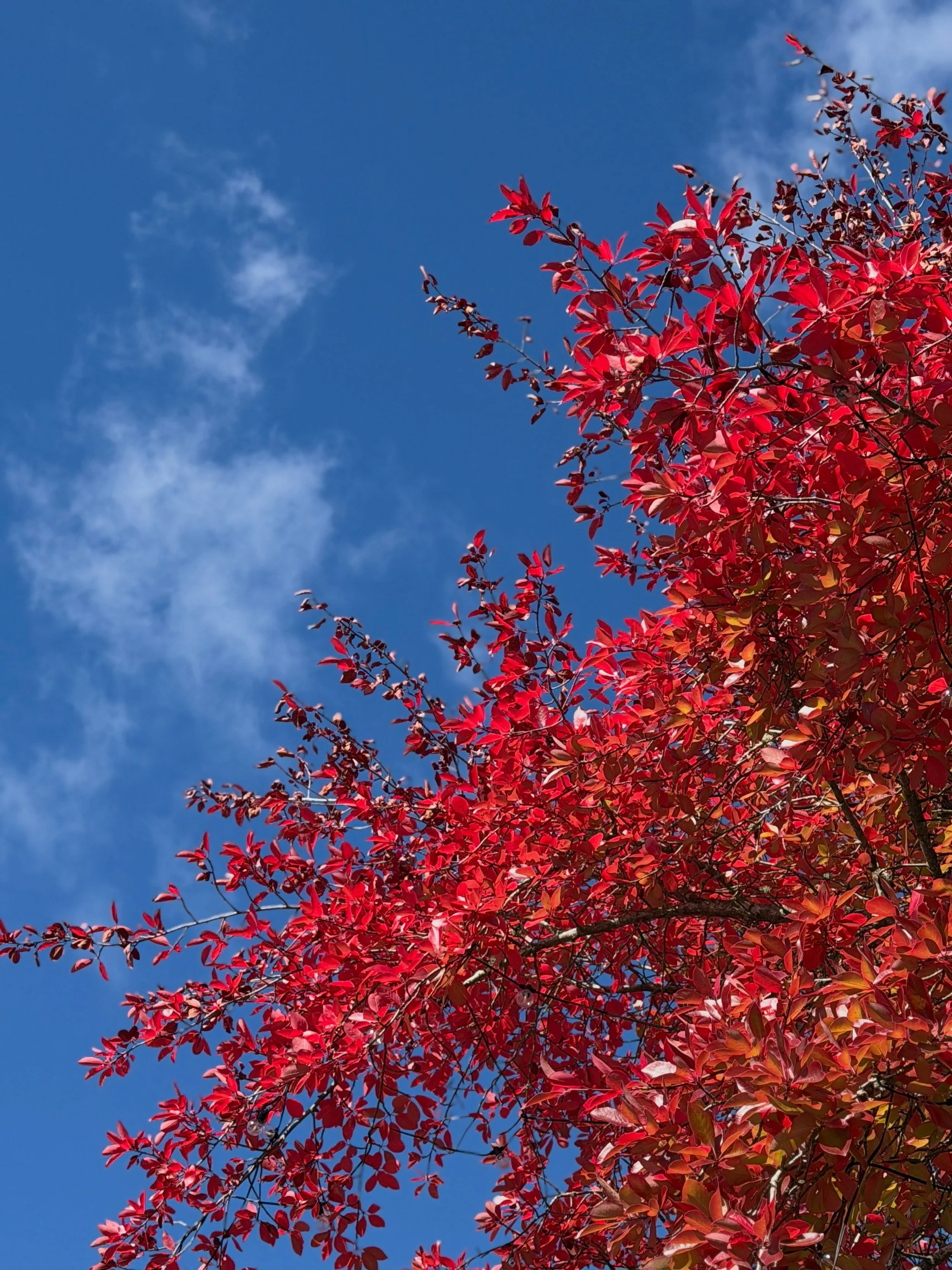 Ok, fall. Downtown colors are so beautiful right now by our office! 🍁Such great vibes heading into Halloween week!