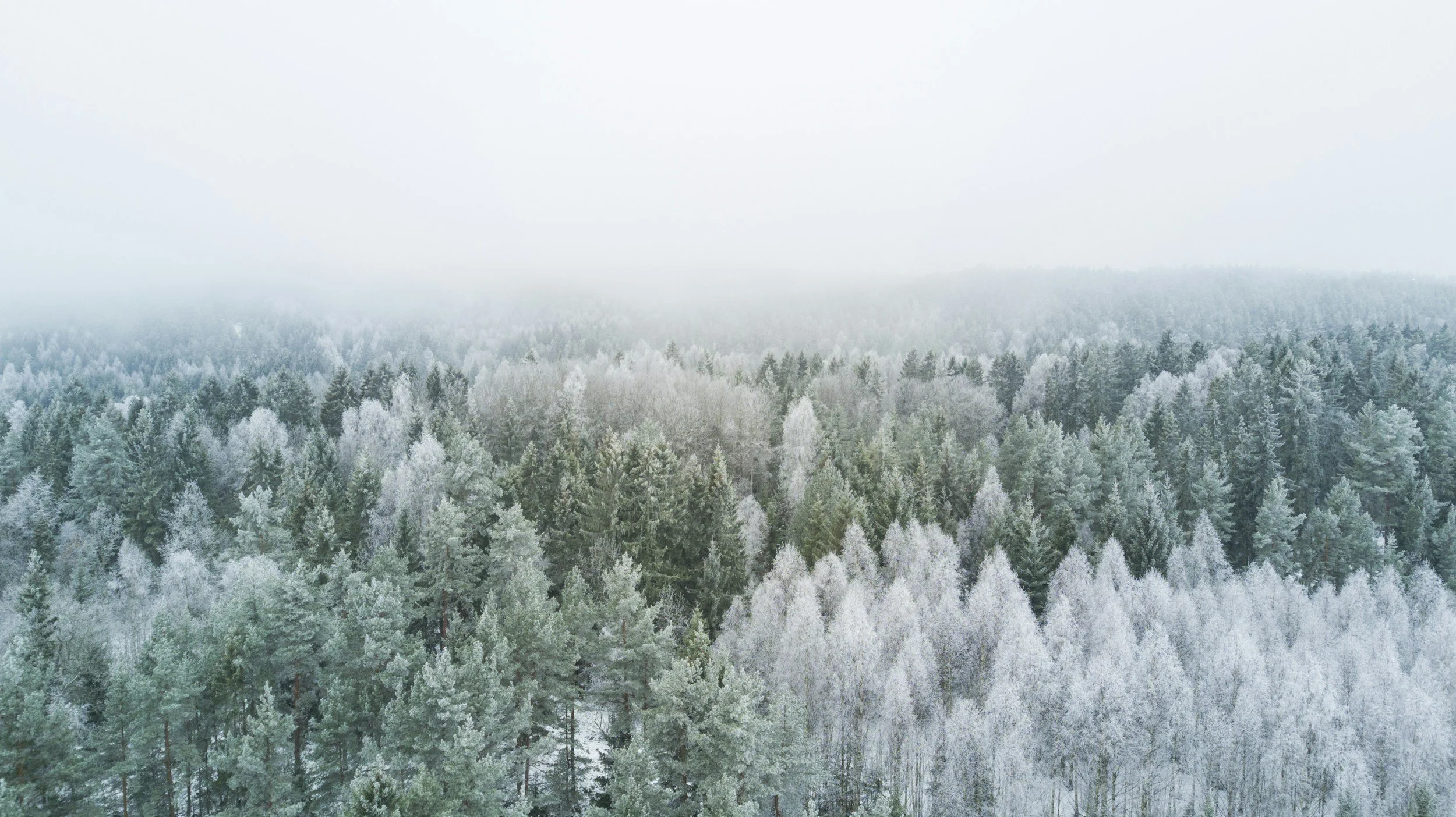 Aerial view of a snow-covered forest with foggy sky in the background.