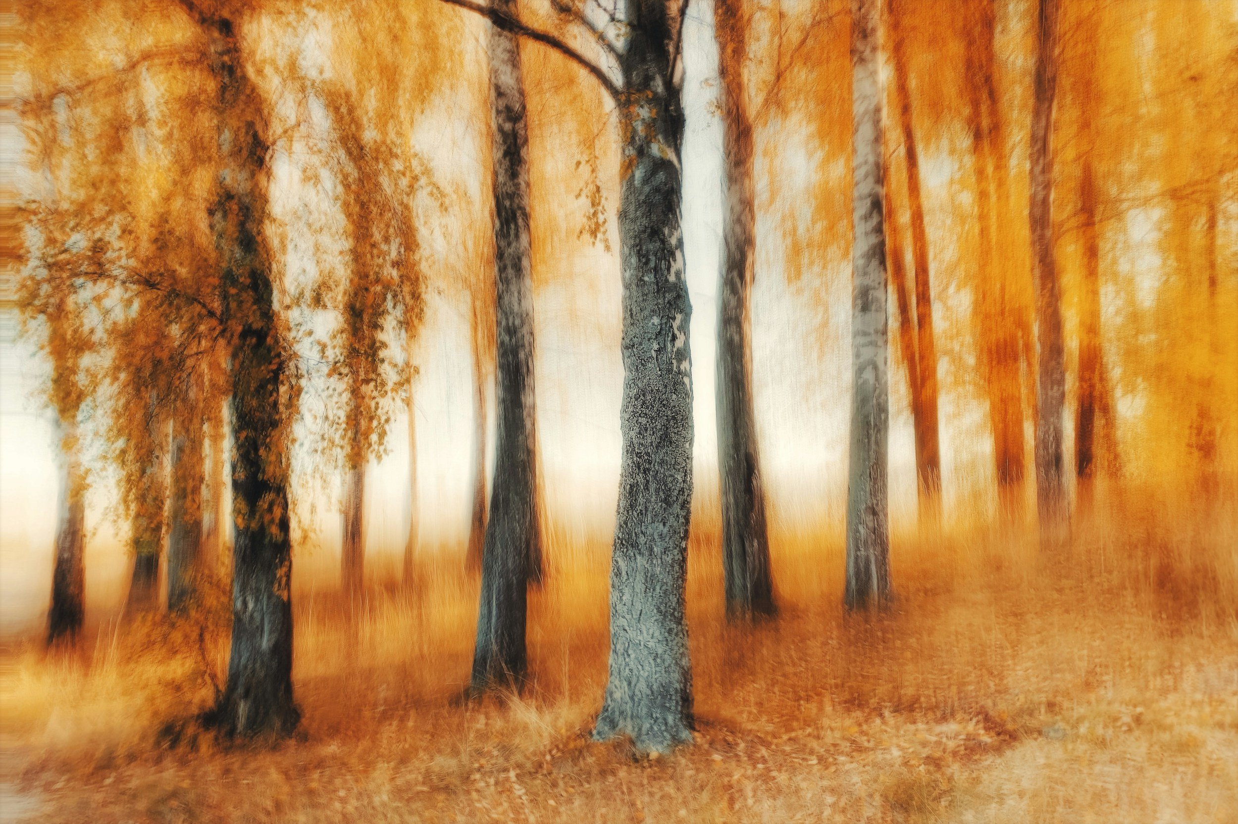 An autumn scene with several tall trees with orange and yellow leaves, reflected in a body of water, creating a mirrored effect.