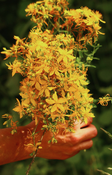 St. John's Wort Oil