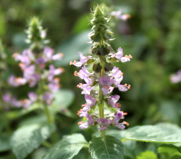 Herbal Blanket - Witchertea
