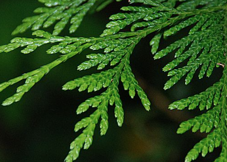 Western Red Cedar Oil