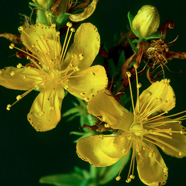 St. John's Wort & Tallow Salve