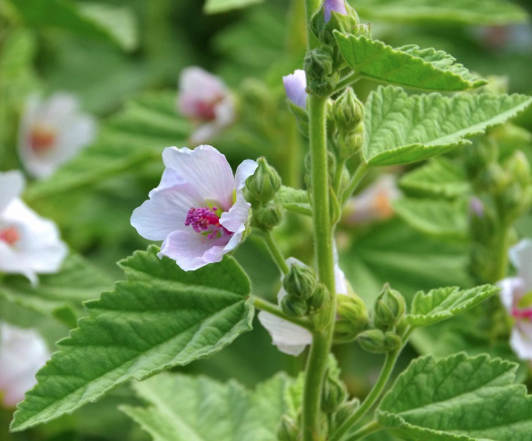 Wind Healing - Witchertea