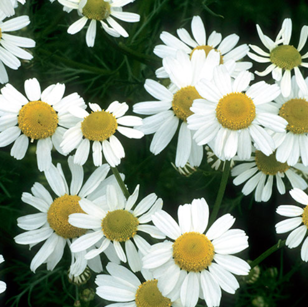 Screen Shot 2026-01-29 at 1.50.18 PM.png