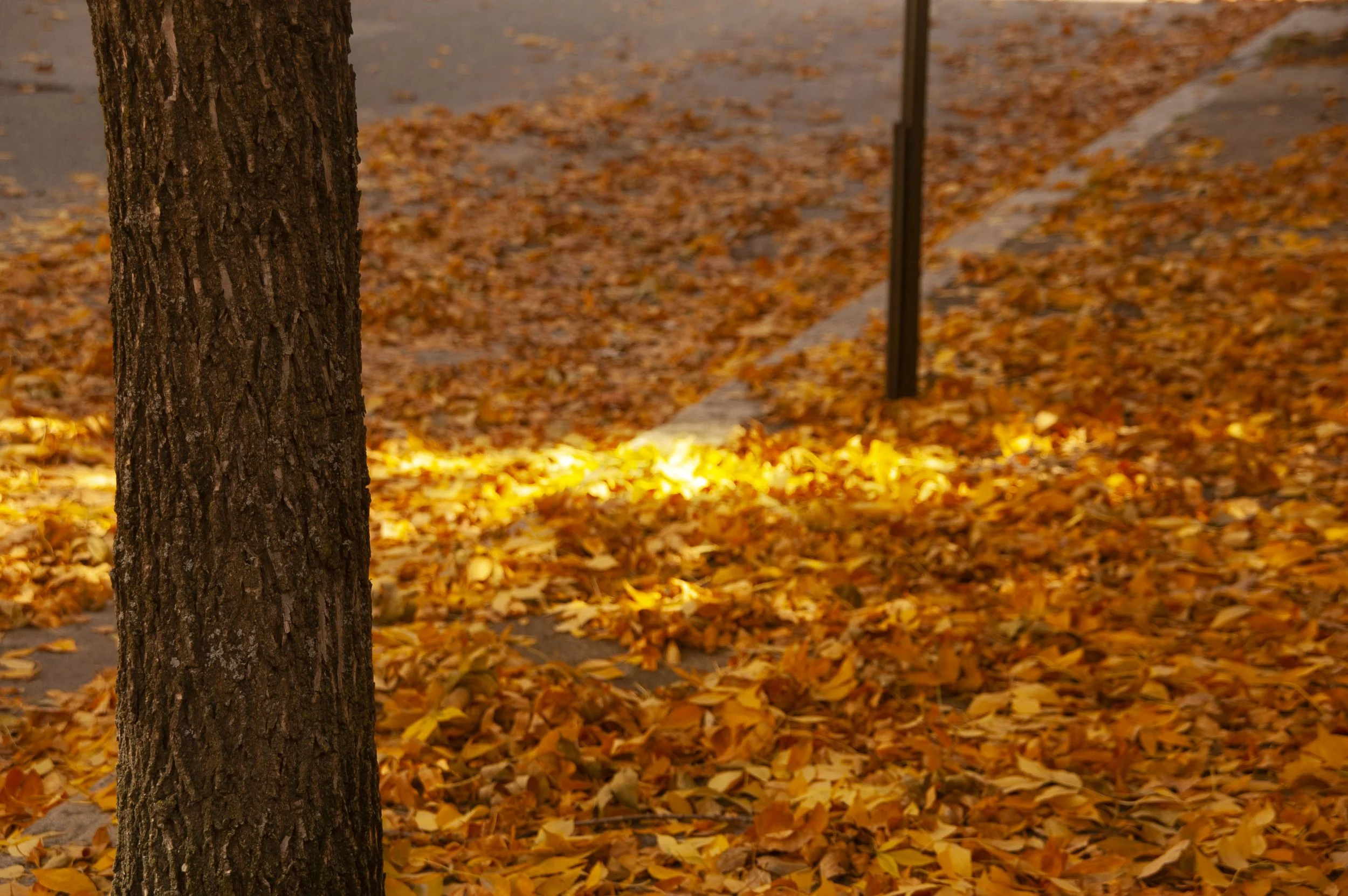 DSC_0705.jpg